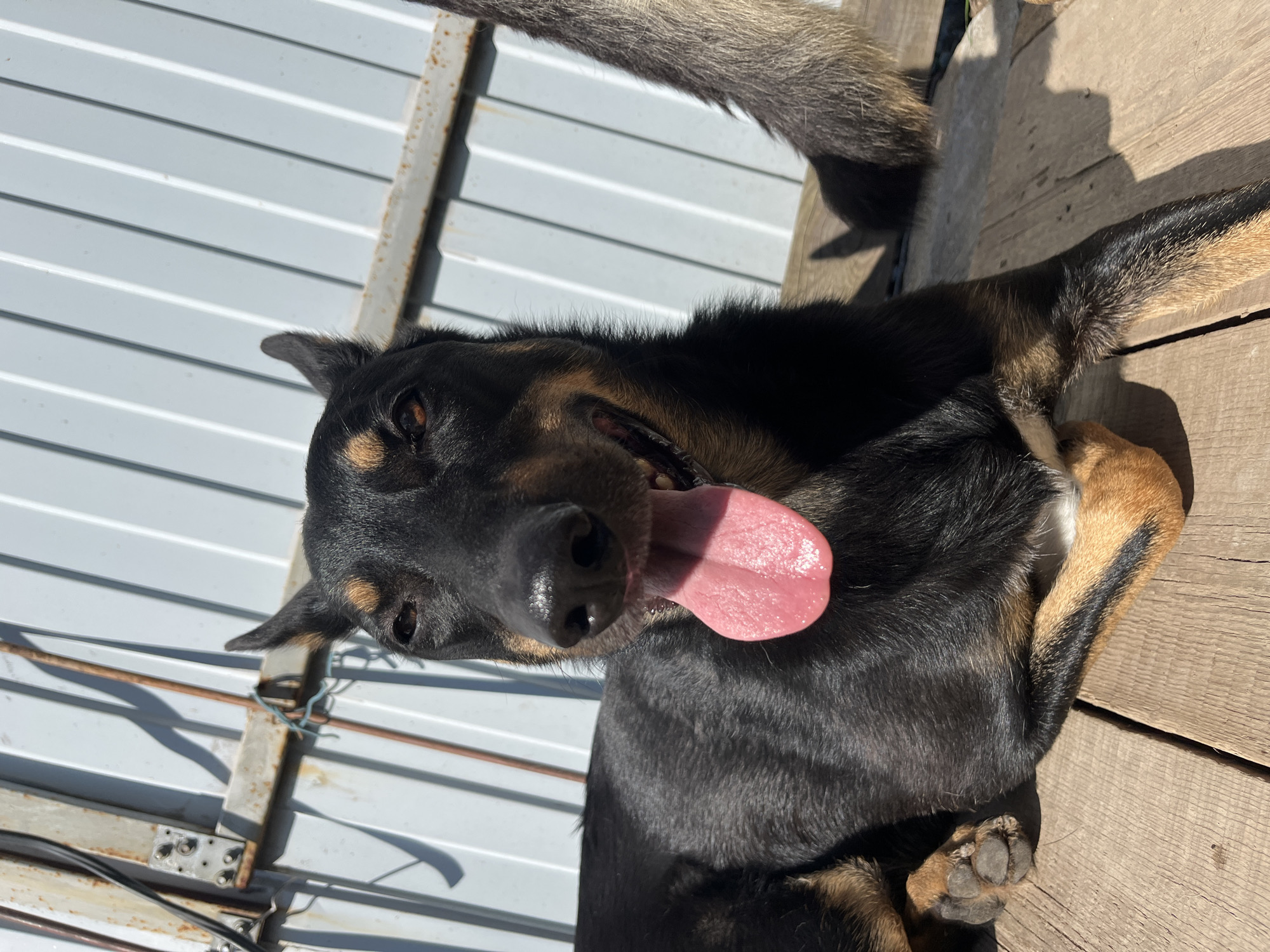 The image shows a black and tan dog lying on a wooden surface outdoors. The dog is looking at the camera with its tongue hanging out. In the background, there is a corrugated metal fence and some electrical wires. The scene appears to be in an industrial or utilitarian area, possibly an enclosure or yard. The lighting suggests it is daytime. The image does not provide any specific information about the location being Nizhny Tagil, Russia.