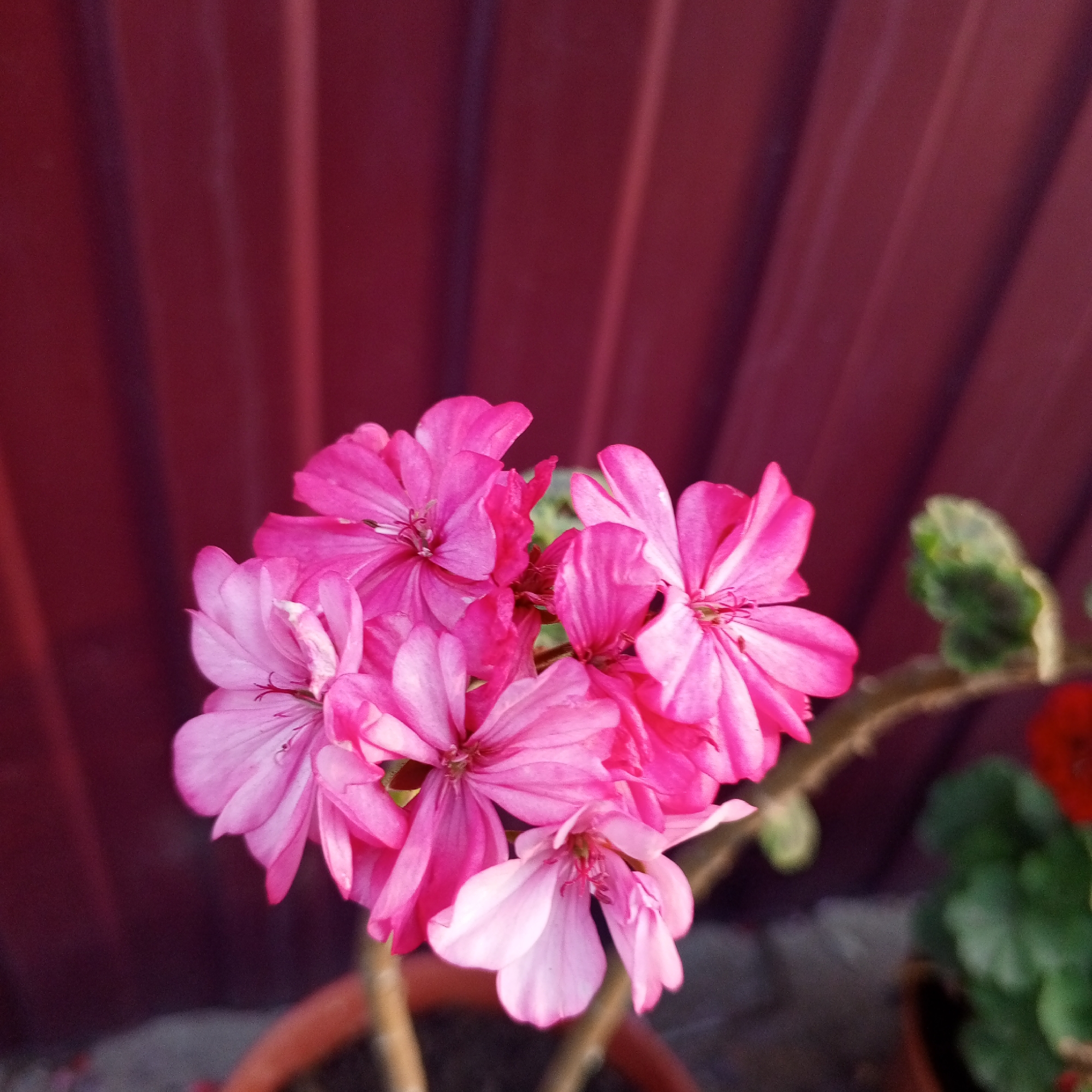 A cluster of bright pink geranium flowers is in sharp focus against a dark red, vertically corrugated background. The flowers are tightly packed, with delicate petals and visible stamens. Some of the petals are lighter pink, appearing almost white. A thin stem extends from the flowers to the right, with a blurred green leaf and a hint of a red flower in the background. The bottom of the image shows the rim of a brown pot and some dark, textured ground. The overall scene appears to be an outdoor setting in Sayanogorsk, Russia, likely a garden or balcony given the presence of a potted plant and the background's resemblance to a fence or wall. No people are present in the image.