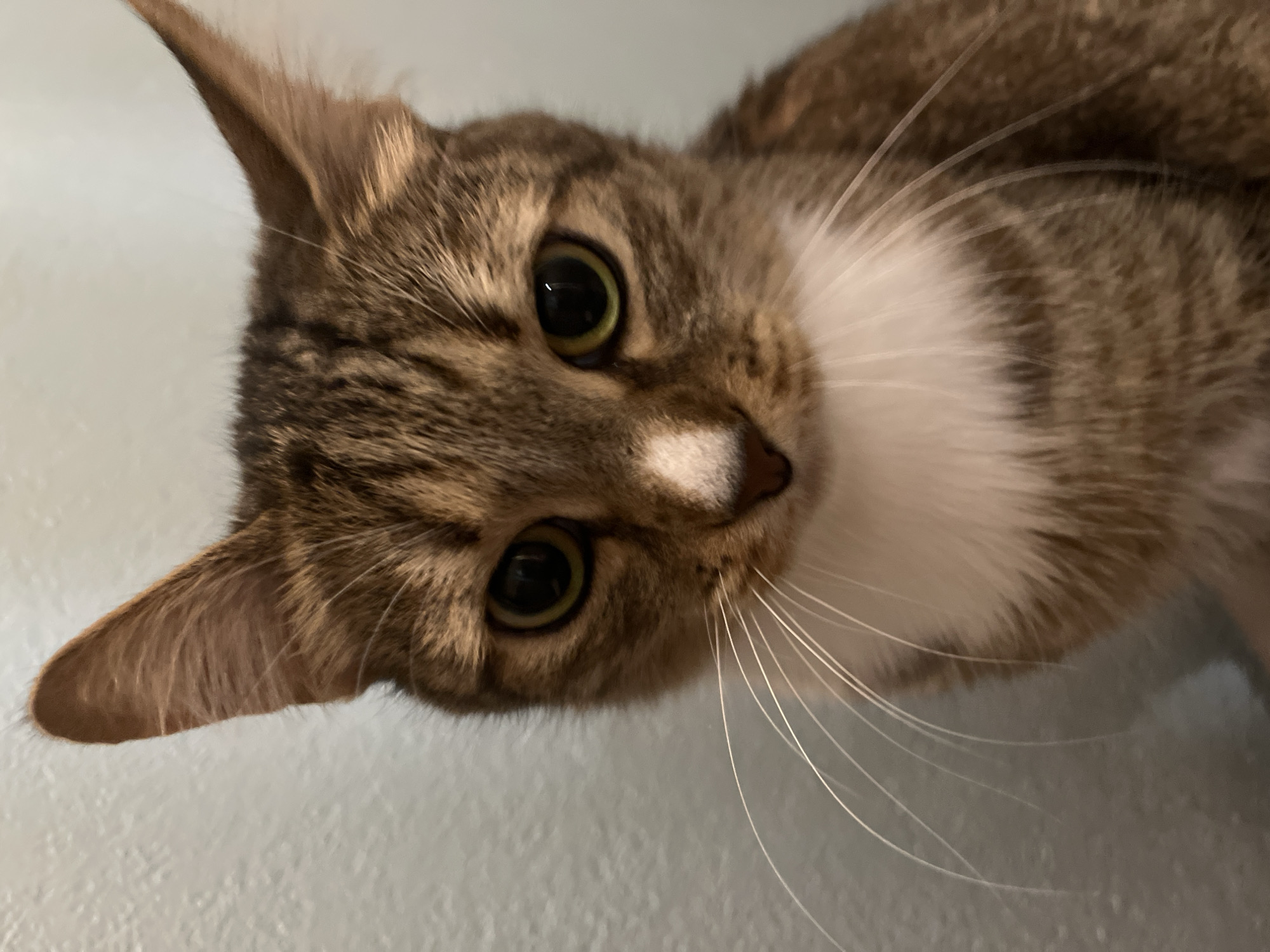 A close-up, slightly angled, indoor photograph shows a cat's face. The cat has brown and tan striped fur with a white patch on its chest and a small white marking on its nose. Its eyes are large and yellowish-green. The cat is looking directly at the camera. Its whiskers are long and white. The background is a pale blue wall. The location is unknown and there is no indication that it is Izhevsk, Russia.