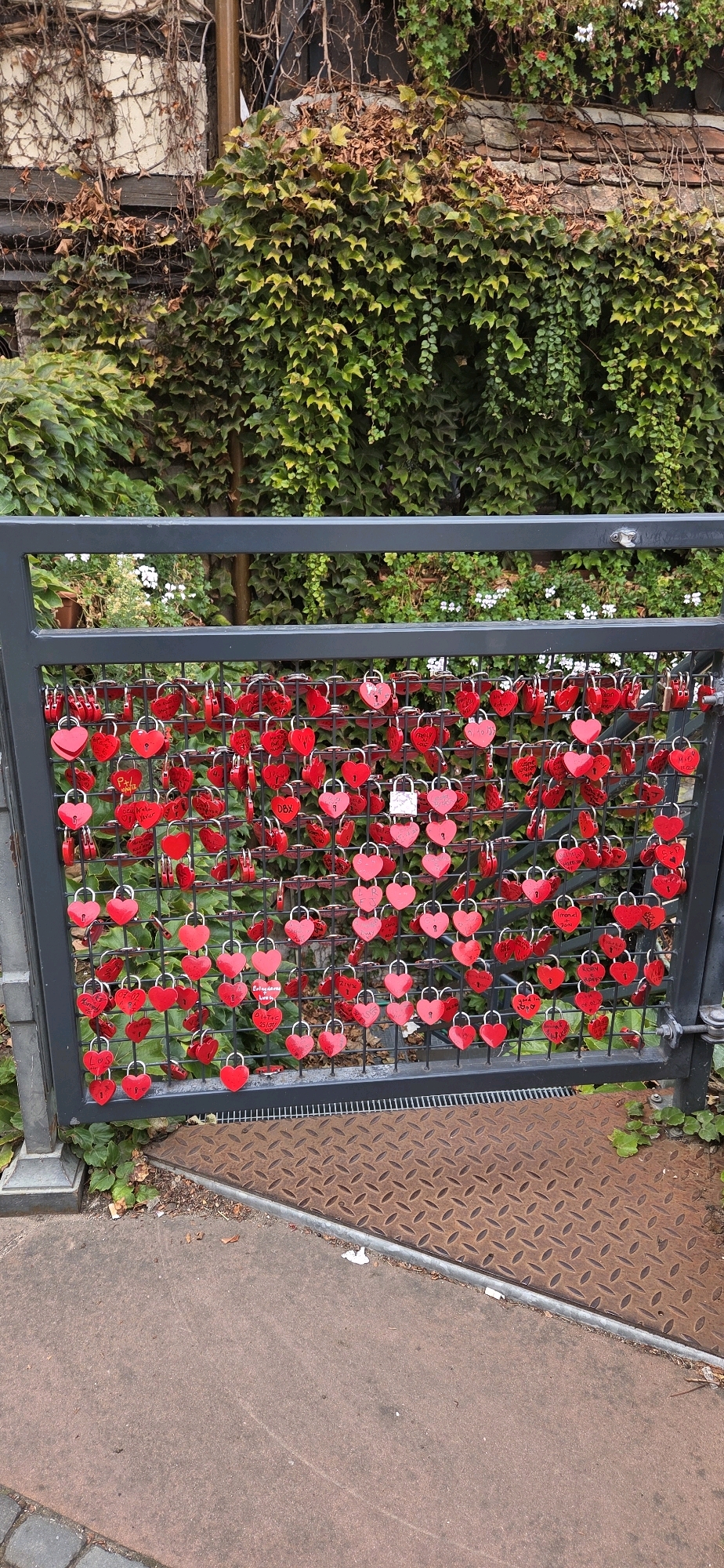 This is a vertical, eye-level medium shot of a dark gray metal gate adorned with numerous red heart-shaped padlocks, affixed to a wire mesh. The gate is situated in front of a dense, green ivy-covered wall. In the upper portion of the image, the ivy is interspersed with dry, brown leaves and some small white flowers. The ground in the foreground is a textured, reddish-brown concrete pathway with some scattered debris. To the right of the pathway, a diamond-plate metal grate covers a drainage system, also showing signs of rust and some scattered green leaves. The scene is outdoors, under natural lighting, with the overall impression of a public space or a memorial. The location is identified as Strasbourg, France, though specific landmarks are not visible. There are no people or animals in the frame.