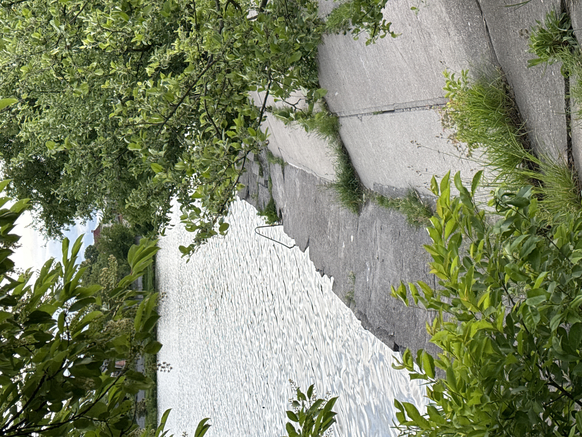 The image displays a serene outdoor scene centered around a body of water, likely a river or canal, bordered by a concrete embankment and abundant greenery. When viewed upright, the water fills the lower and central portion of the frame, its surface covered in numerous small ripples reflecting bright daylight.
On the left and extending across the top, lush foliage from various trees and bushes frames the view. Some of these leaves exhibit a variegated pattern of light green and white. On the right side, a gray concrete embankment or wall runs parallel to the water's edge. This concrete structure has visible joints and cracks, from which tufts of green grass and smaller plants sprout. A dark, bent metal bar or handle protrudes from the concrete surface, positioned near the water in the upper-middle section of the image.
In the background, on the far side of the water, distant buildings or structures are partially visible through a line of trees, suggesting an urban or semi-urban setting.
The scene appears to be captured during the daytime under bright conditions, indicating clear or partly cloudy weather. There are no people or specific activities depicted, conveying a sense of tranquility and natural calm integrated with man-made infrastructure. No text is visible in the image.