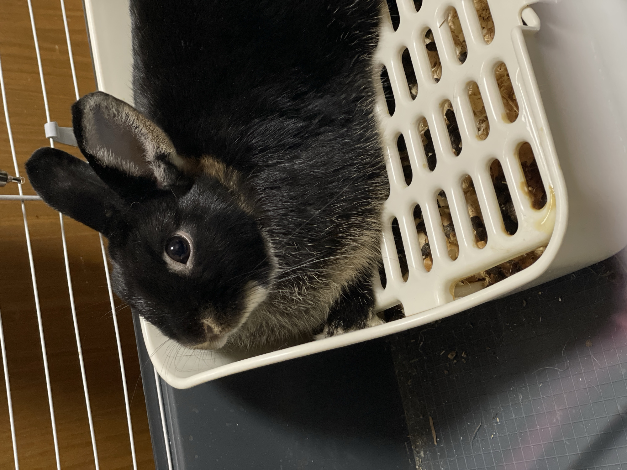 A black rabbit with tan and grey markings rests inside a white, plastic corner litter box filled with wood shavings. The box is positioned within a wire cage, and the image is taken at a close angle, highlighting the rabbit's face and one ear. The background reveals a wooden surface on one side and a dark surface on the other. The setting is indoors. There is no visible evidence to confirm the location is Izhevsk, Russia.