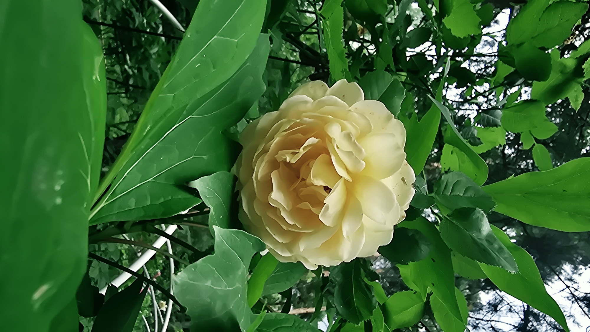 A close-up, vertical, outdoor, eye-level shot captures a lush, green environment in Il'inskiy, Russia, dominated by the vibrant foliage of trees and plants. The focal point is a fully bloomed, pale yellow rose, positioned slightly off-center to the right. Its numerous petals are tightly arranged, creating a voluminous, spherical shape. The rose is surrounded by large, dark green leaves, some of which partially obscure the flower. In the background, the soft focus reveals more greenery, suggesting a dense garden or park setting. Hints of white structures, possibly a trellis or fence, are visible through the leaves, and a very faint, out-of-focus pink flower can be seen in the distance. The lighting is natural, with sunlight filtering through the leaves, casting subtle shadows and highlights. The overall impression is one of natural beauty and tranquility within a verdant, outdoor space.