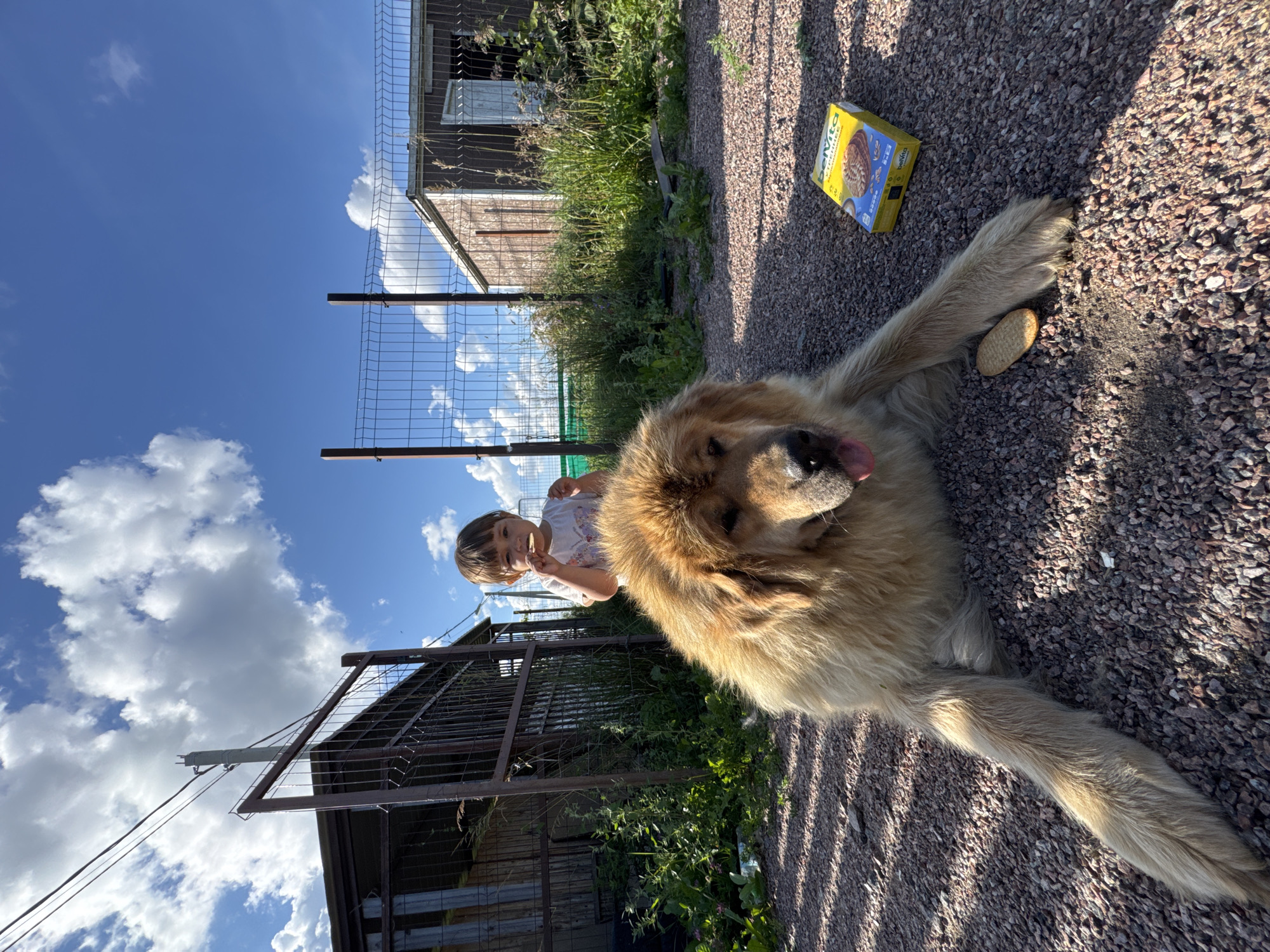 In Kempelevo, Russia, a large, fluffy, golden-brown dog with its tongue hanging out lies on a gravel ground. Behind the dog, a small child stands near a wire fence, holding a small, oval-shaped biscuit to their mouth. The child is wearing a white t-shirt. To the right of the dog, a yellow box of "BELVITA" biscuits is visible. The background features a wooden structure, more fencing, and a bright blue sky with scattered white clouds. The environment appears to be an outdoor, possibly rural or semi-rural, setting.