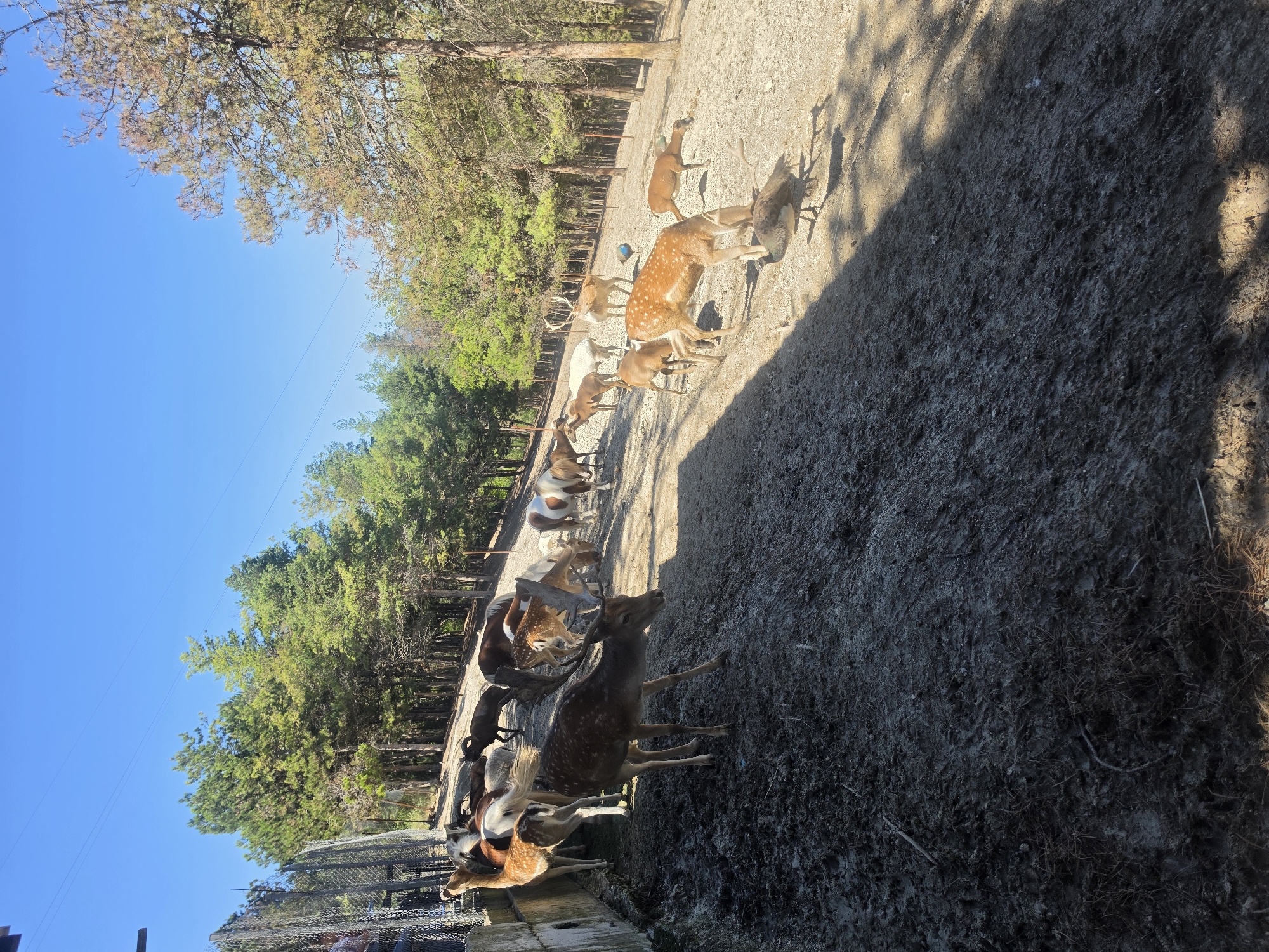 A herd of deer, horses, and goats are gathered in a fenced enclosure with a dirt and mud ground, set against a backdrop of tall, green pine trees and a clear blue sky. The enclosure is on a slope, with a concrete wall and metal fence on the left side. Several deer, some with antlers, are visible, as well as a few spotted deer. There are also at least two horses and several goats or sheep. One person is partially visible on the far left, behind the fence. The scene suggests a wildlife park or sanctuary. The location is the Hadzhidimovo, Bulgaria.