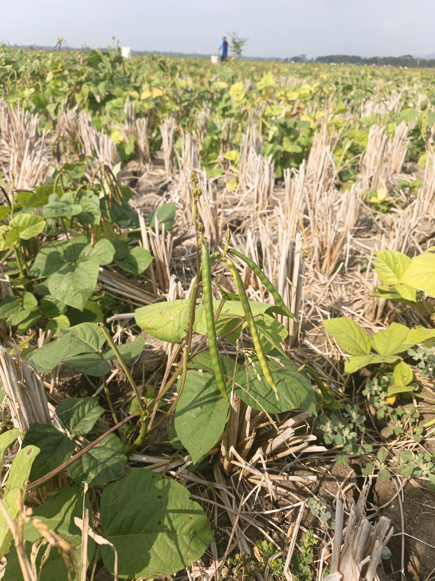 In Sidodadi, Indonesia, a field of bean plants is captured under a bright, clear sky. The foreground features several bean plants with lush green leaves and long green bean pods hanging from their stems. The plants are growing amidst dried stalks of what appears to be harvested rice. In the background, the field extends into the distance, dotted with more bean plants. Two individuals, one wearing a blue shirt and another in white, are visible in the far background, their figures small against the vastness of the agricultural landscape. The scene suggests a rural farming environment with crops in various stages of growth and harvest.