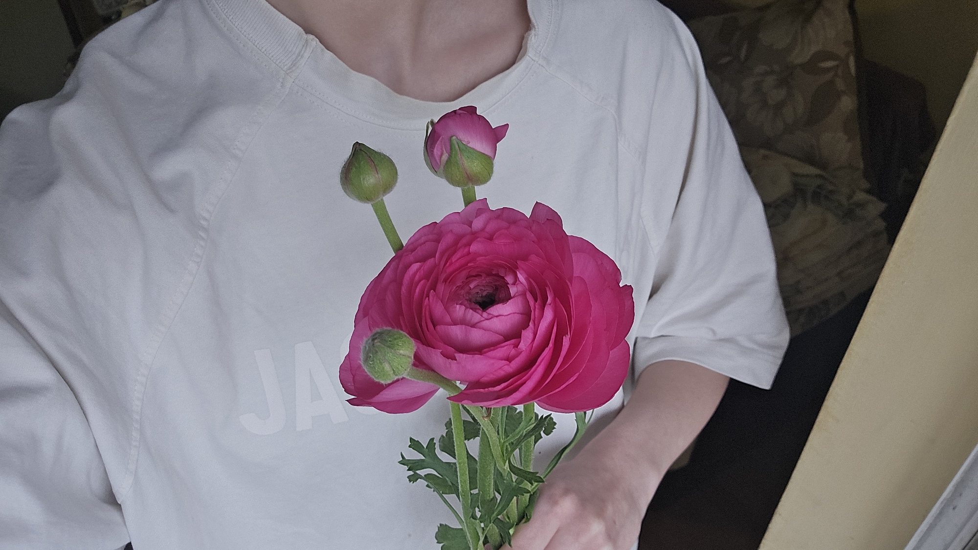 A person is holding a vibrant pink Ranunculus flower with several buds in front of a white t-shirt. The t-shirt appears to have lettering on it, though it is mostly obscured. The background includes a cushion with a floral pattern and part of a light-colored window frame or wall. There is no information within the image or context to connect this to the city of Stara Zagora, Bulgaria.