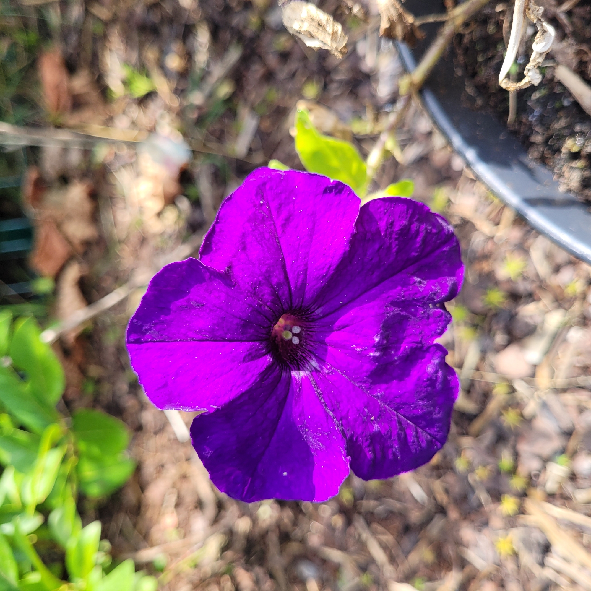 A close-up, high-angle shot showcases a vibrant purple petunia flower in full bloom, its petals unfurling towards the viewer. The flower's center is a deep, dark hue, with three small, pale yellow stamen visible. The petals exhibit a subtle sheen, catching the sunlight and highlighting delicate veins. The background is a soft blur of natural elements, suggesting an outdoor setting. To the left, blurred green foliage hints at lush vegetation. The ground is a textured mix of brown earth, dried leaves, and thin twigs. In the lower right corner, a dark gray pot filled with soil is partially visible, indicating the petunia is planted in a container. The overall impression is one of natural beauty and growth, with the petunia serving as the clear focal point. The image was taken in Jūrmala, Latvia.