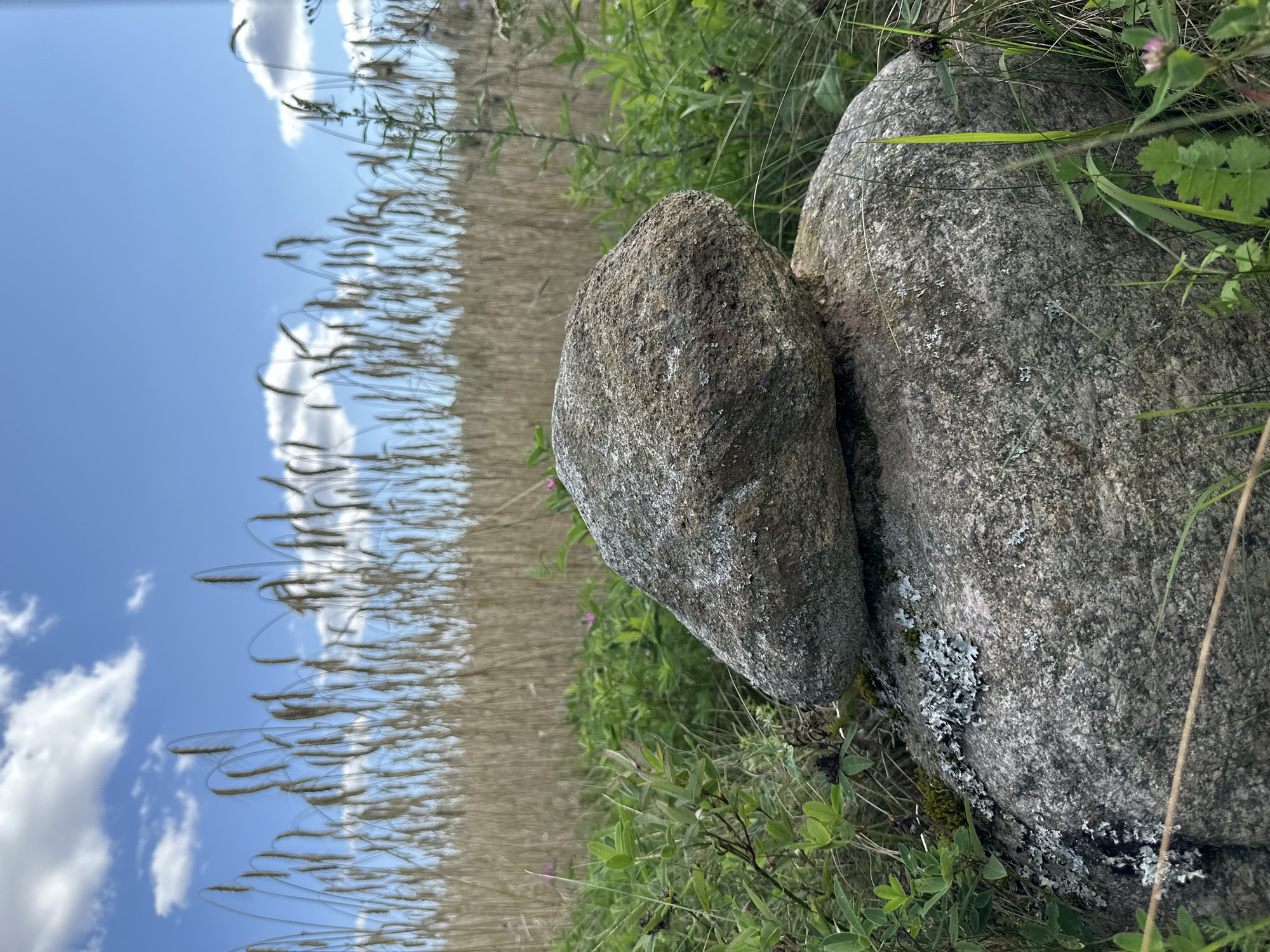 A close-up, low-angle shot features two large, weathered grey stones stacked on top of each other. The stones are covered in patches of grey and white lichen, with hints of green moss. They are situated in a field of tall, dry, golden grass, likely wheat or rye, that extends to the horizon. In the foreground and around the stones, there is lush green vegetation, including grass and small plants with green leaves. A few small pink flowers are visible among the greenery. The sky above is a clear blue, dotted with fluffy white clouds. The overall scene suggests a natural, rural environment, potentially in or near Norviliškės, Lithuania, given the context of the provided information. There are no people or animals visible in the image.