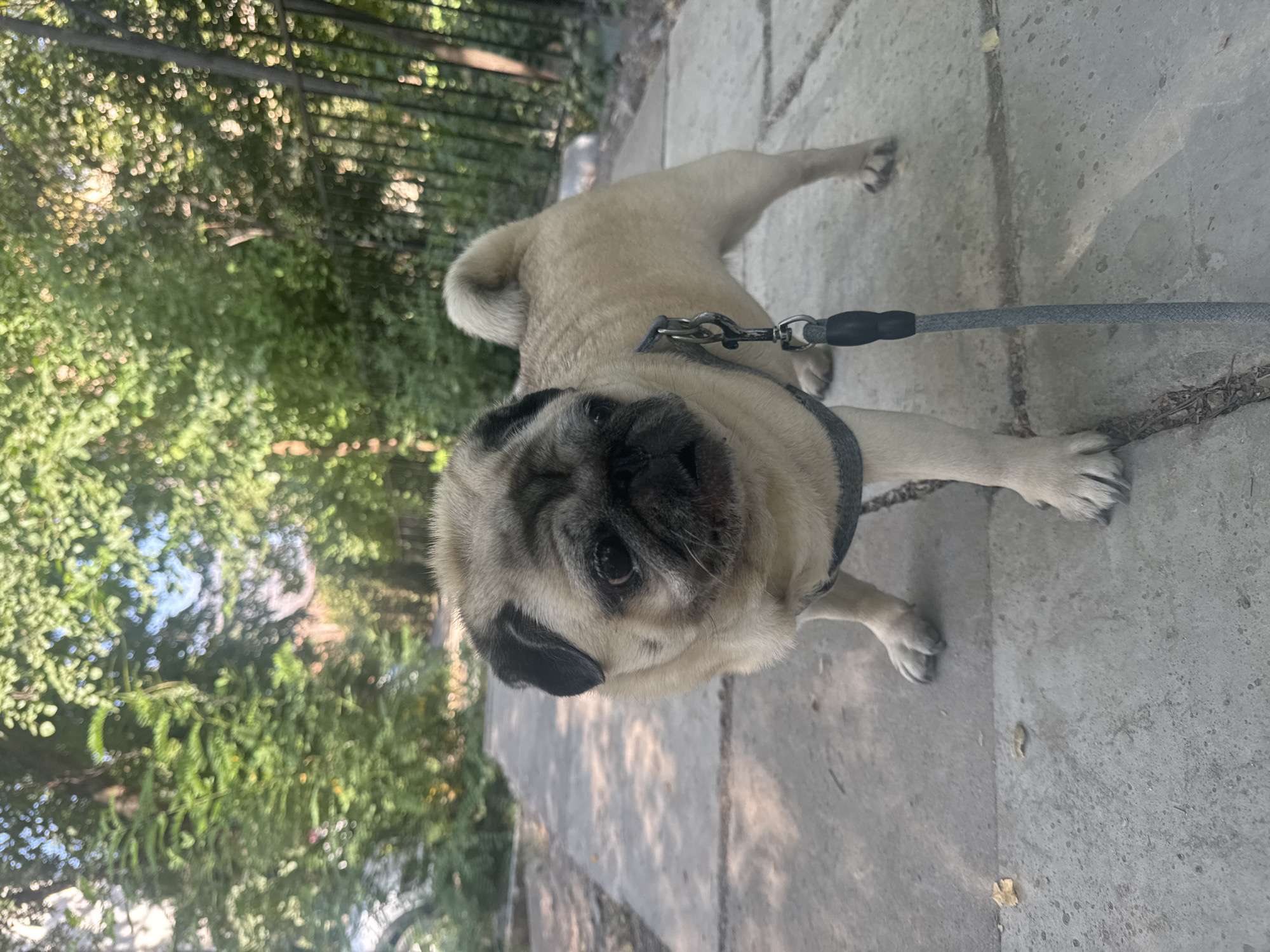 A pug stands on a paved pathway in an outdoor, tree-lined area. The pug is light brown with black markings on its face and ears and is wearing a gray harness with a gray leash attached. The pathway is made of concrete slabs and is slightly uneven. Green trees and foliage are visible in the background, with a black metal fence on the right side of the image. Sunlight dapples the pathway. The location is identified as Bishkek City, Kyrgyzstan.