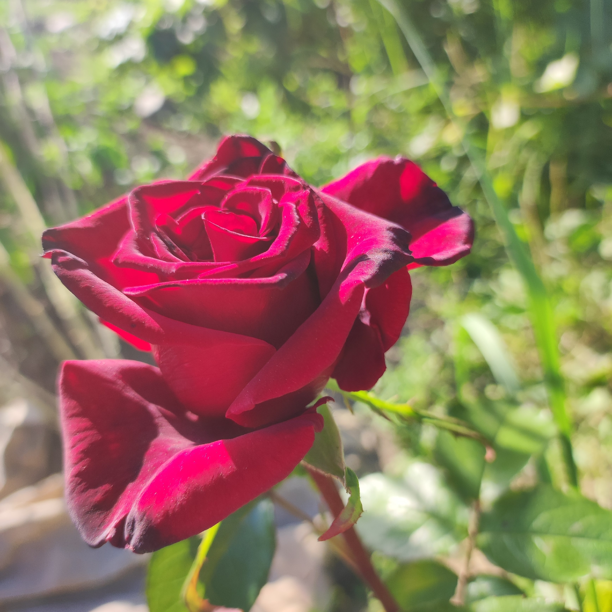 The image shows a close-up, side-view of a single, deep red rose in full bloom. The rose is the primary subject, positioned slightly left of center and filling the majority of the frame. Its petals are velvety and unfurling, revealing the tightly packed center. The edges of some petals are tipped with a darker, almost black hue, suggesting deep coloration or perhaps the beginnings of drying. Tiny droplets, possibly dew or water, are visible on some of the petals, catching the light.
The background is softly blurred, creating a bokeh effect with greens and whites, indicating foliage and perhaps sunlight filtering through leaves. This suggests an outdoor setting, likely a garden. The lighting is bright and natural, with sunlight clearly illuminating the rose from the side, casting subtle shadows and highlighting the texture of the petals. The overall impression is one of natural beauty and tranquility. There is no text visible in the image. Given the context of Navoloki, Russia, this scene likely depicts a rose in bloom during the warmer months.