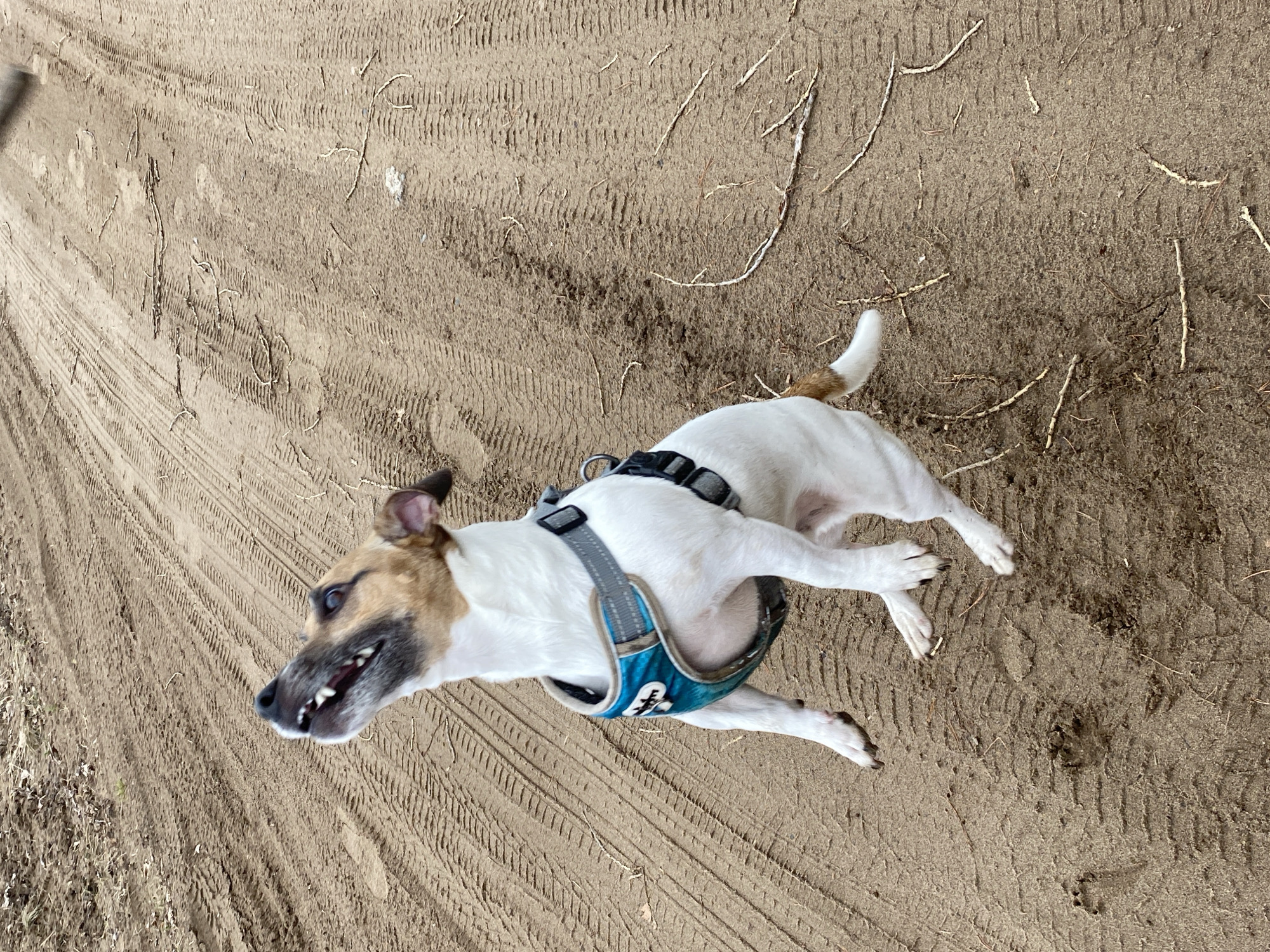 A Jack Russell Terrier wearing a teal and gray harness is captured outdoors on a sandy surface marked with tire tracks and scattered twigs. The dog is in motion, with its head turned sharply to the left, exposing its teeth. The background reveals more of the same sandy terrain and tire impressions. The location is not discernible as Noviy, Russia without further information.