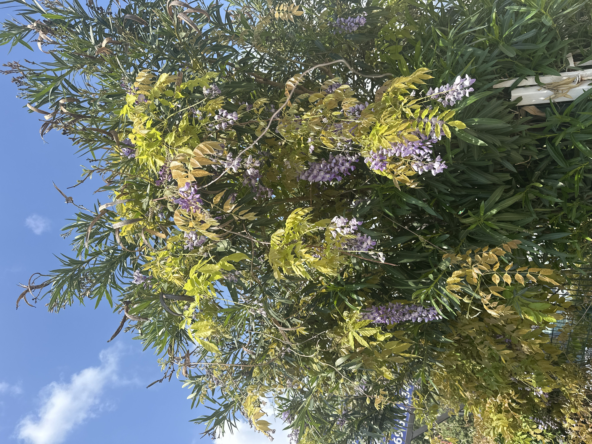 An upward-angled view captures a dense canopy of lush vegetation against a bright blue sky with scattered white clouds. The scene is dominated by two primary types of plants: one featuring long, narrow, dark green leaves, resembling Oleander, with visible dried, elongated seed pods; and another with lighter, yellowish-green leaves and numerous hanging clusters of delicate light purple flowers, characteristic of Wisteria. The Wisteria appears to be growing over and intertwined with the darker-leaved plant.
Bright sunlight illuminates the foliage and blooms. In the upper right quadrant, a white, slatted structure, possibly a trellis or part of a building, is partially visible among the leaves. A darker, fence-like structure can be seen further in the background. At the very bottom right, partially obscured by greenery, a fragment of text, possibly the numbers "65" or "59", is visible on what appears to be a sign or distant object. No human activity is depicted. The image conveys a sense of vibrant nature under a clear, sunny sky in an outdoor setting in Šušanj, Montenegro.