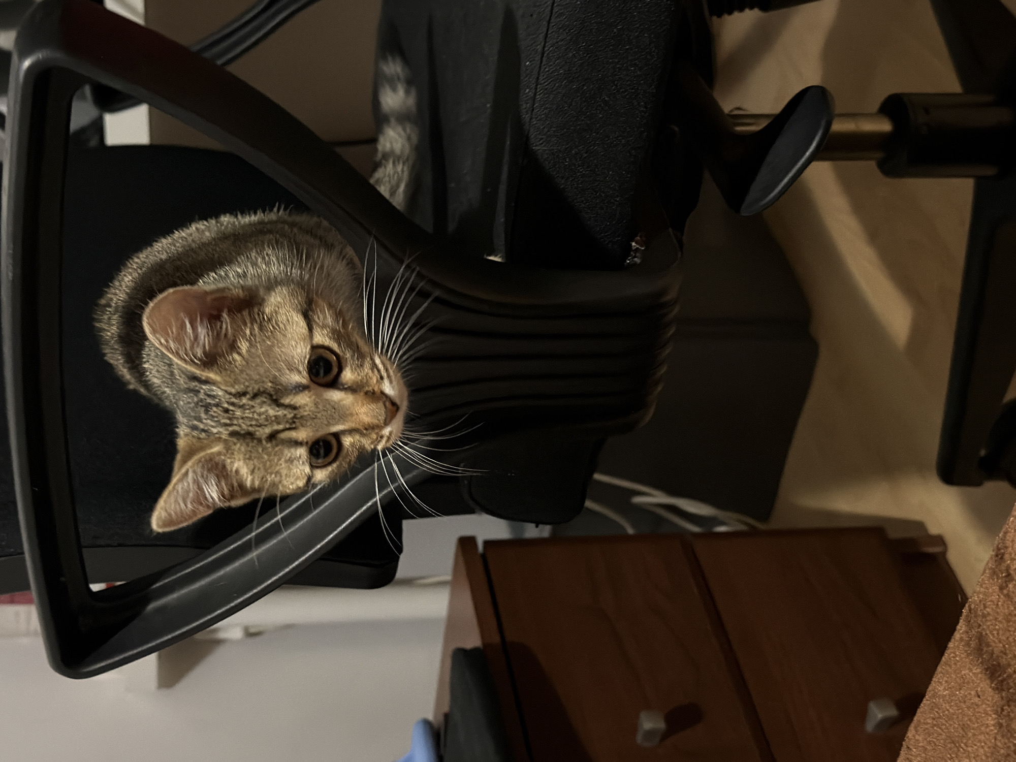 A tabby kitten is perched on the back of a black office chair, looking down and to the left. The kitten's face is mostly visible, with large, round eyes, prominent white whiskers, and alert ears. It is a domestic setting, with a wooden dresser to the left of the chair and a light-colored floor. The lighting is dim, casting shadows.