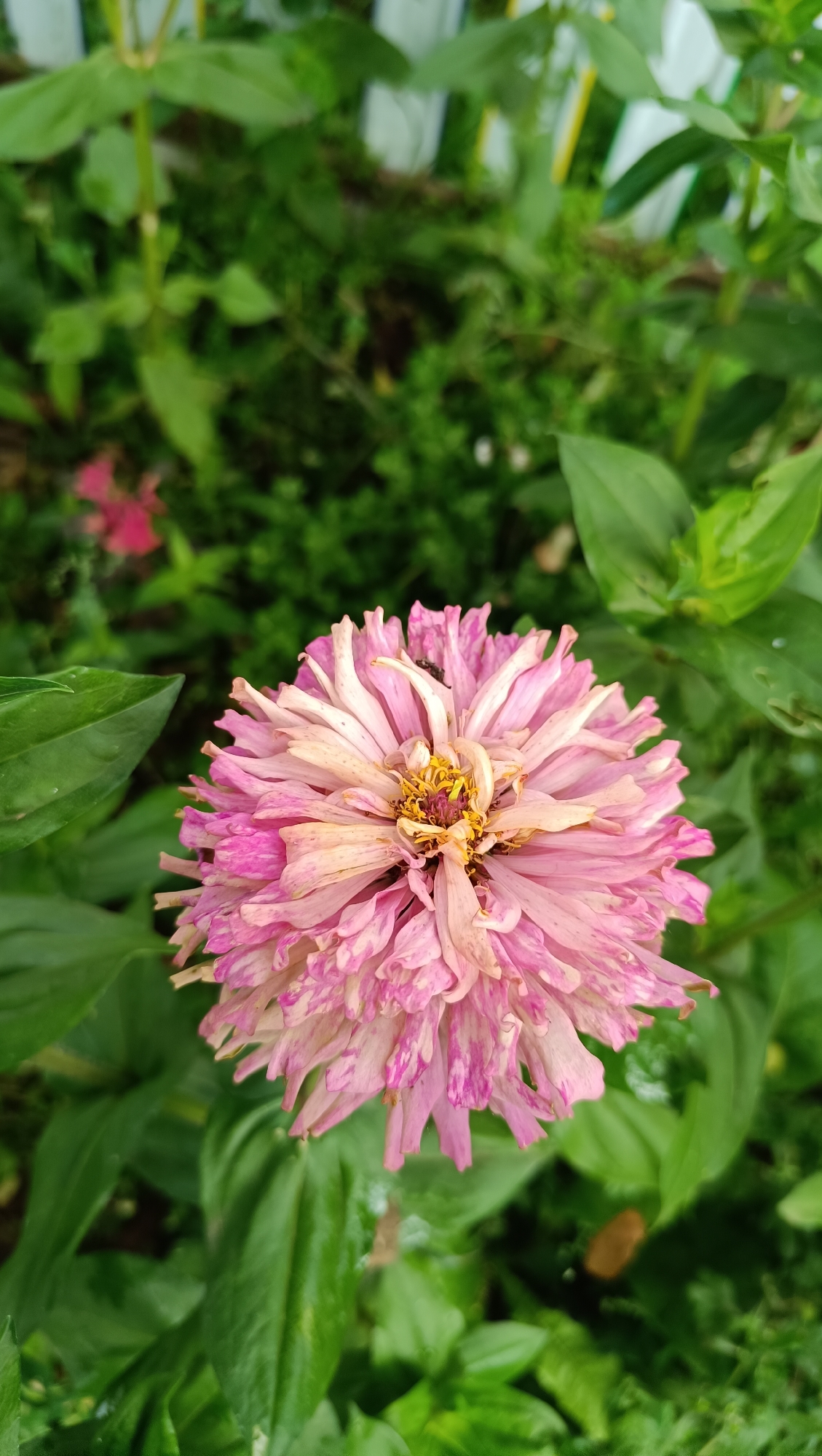A close-up, eye-level shot captures a pink zinnia flower in bloom, positioned centrally against a blurred green foliage background. The flower exhibits delicate, layered petals in shades of pink and white, with a yellow and brown center. The petals appear slightly wilted, suggesting a late stage of bloom. Several green leaves frame the flower, with some showing signs of wear or damage. The background consists of dense, out-of-focus greenery and what appear to be parts of a white picket fence. The overall impression is that of a garden setting, likely in the city of Karsha, Russia, though no specific landmarks or human activity are identifiable within the image.