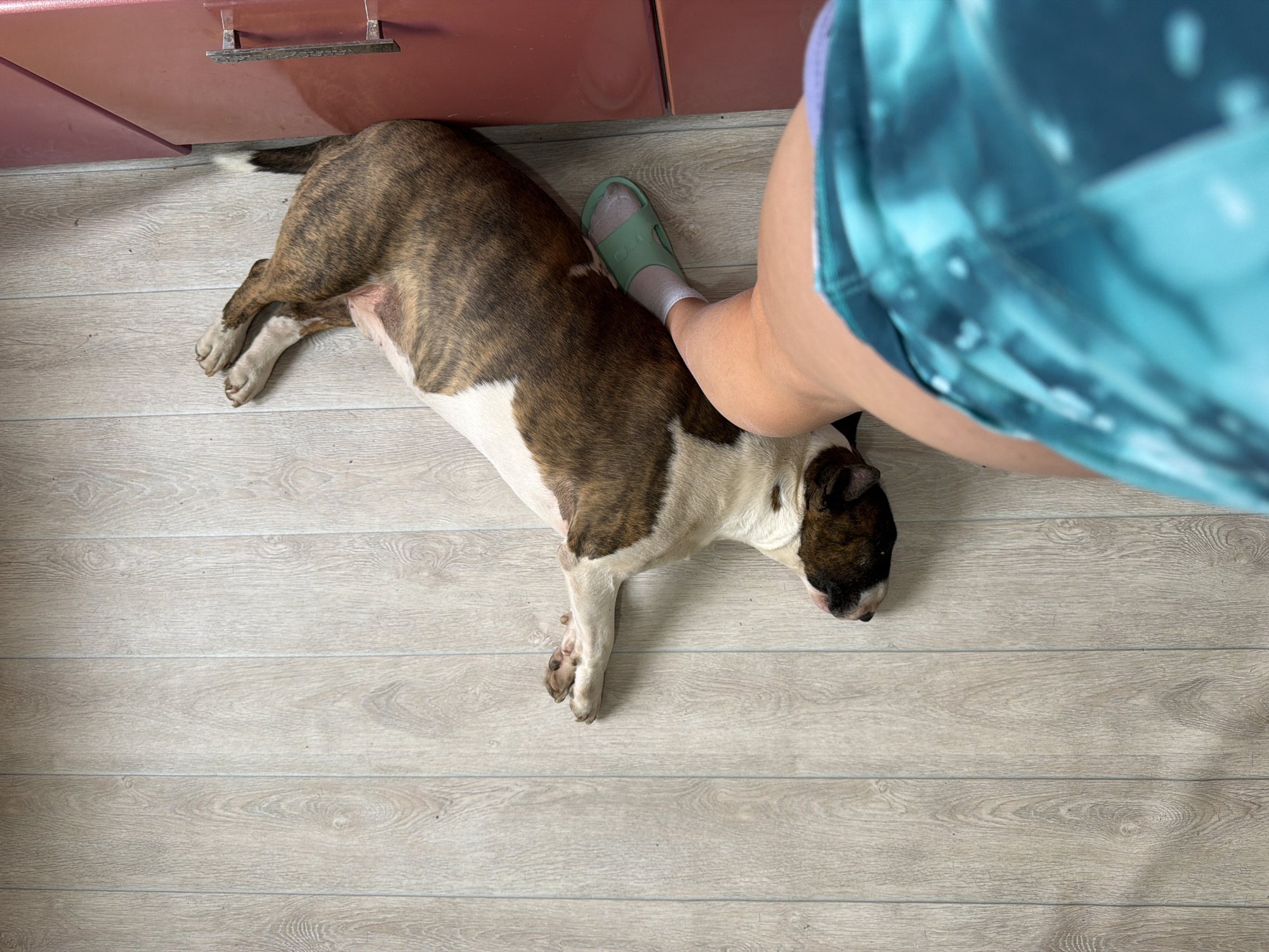 A dog lies on a wooden floor. The dog is a brindle and white bull terrier. A person is standing next to the dog, wearing a green sandal and a turquoise shirt. The scene appears to be indoors near a kitchen cabinet. The location is Chaikovsky, Russia.