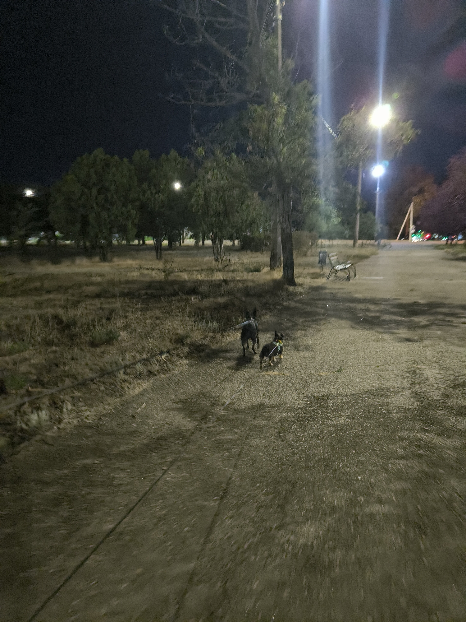 This is a nighttime, eye-level, slightly blurred photograph of two dogs on leashes walking on a paved path in a park. The larger dog, dark gray, is ahead. The smaller dog, dark with a yellow harness, is behind and to the right. The path is wet and reflects light from overhead street lamps. To the left of the path is a dry, grassy field with scattered trees and brush. In the background, more trees and a light pole are visible. Further back, a bench is visible near the path. Decorative lights are strung on a pole in the far background. The scene is consistent with a park in Mykolaiv, Ukraine, illuminated by artificial lighting for nighttime use.