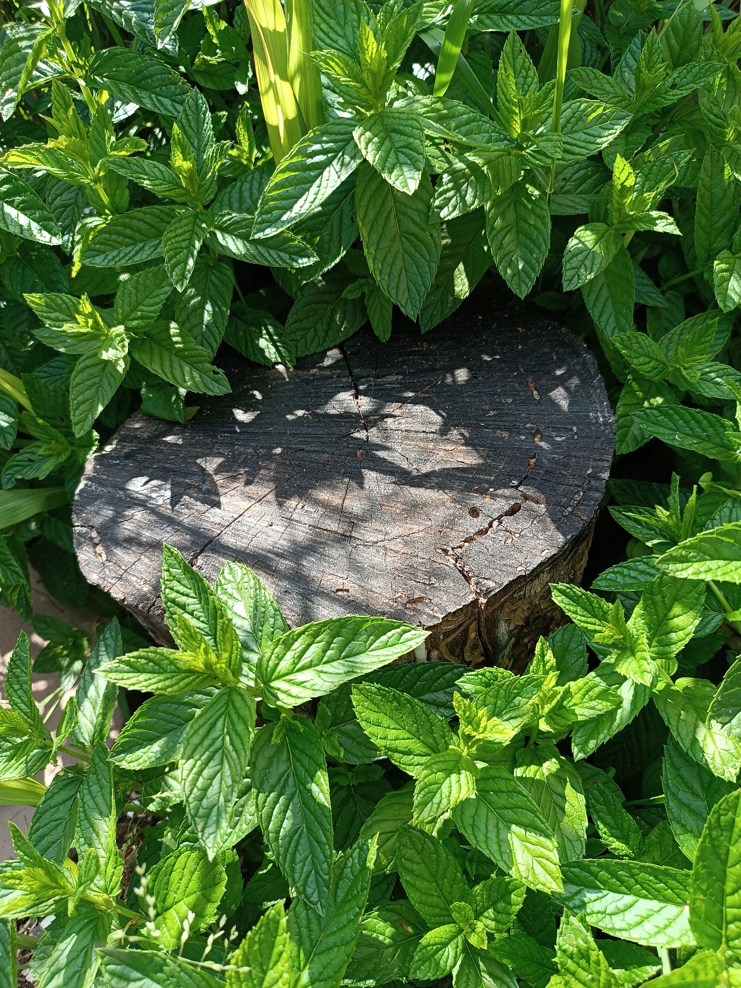 A tree stump occupies the center of the image, surrounded by lush, green mint plants. The stump, exhibiting cracks and weathered texture, is partially shaded by the foliage. The mint plants, characterized by their vibrant green leaves, densely fill the foreground and background, creating a contrast with the darker stump. The image was taken outdoors in Viadana, Italy, and likely during daytime due to the presence of shadows. No people are visible.