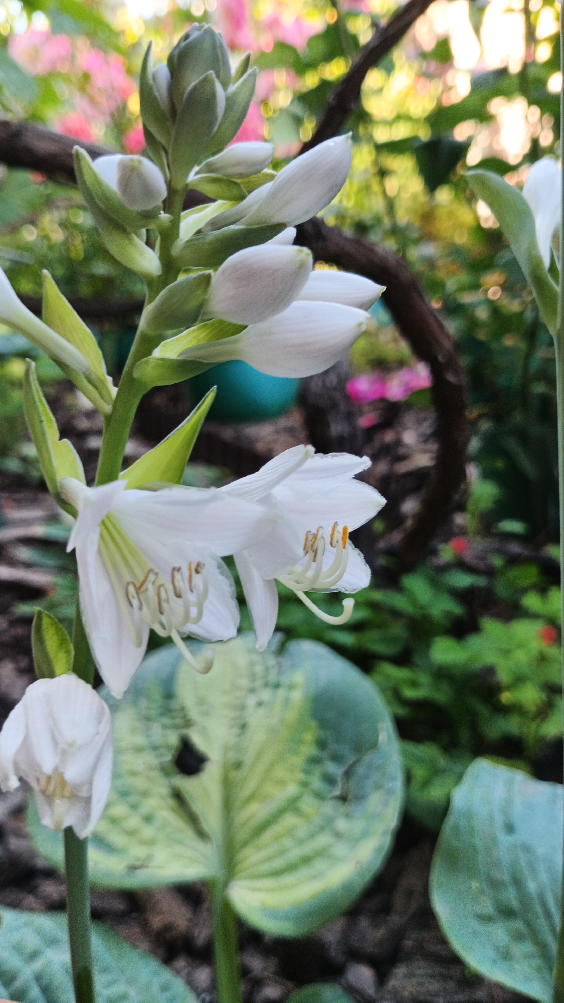 A close-up shot features a cluster of white hosta flowers and buds. The flowers are trumpet-shaped with prominent stamens. In the background, blurred pink and green foliage suggests a garden setting. The focus is sharp on the flowers, with the background appearing soft and out of focus, creating a shallow depth of field. The scene is illuminated by natural light, casting soft shadows. The image captures a natural, outdoor environment, likely a garden in Kryvyi Rih, Ukraine.