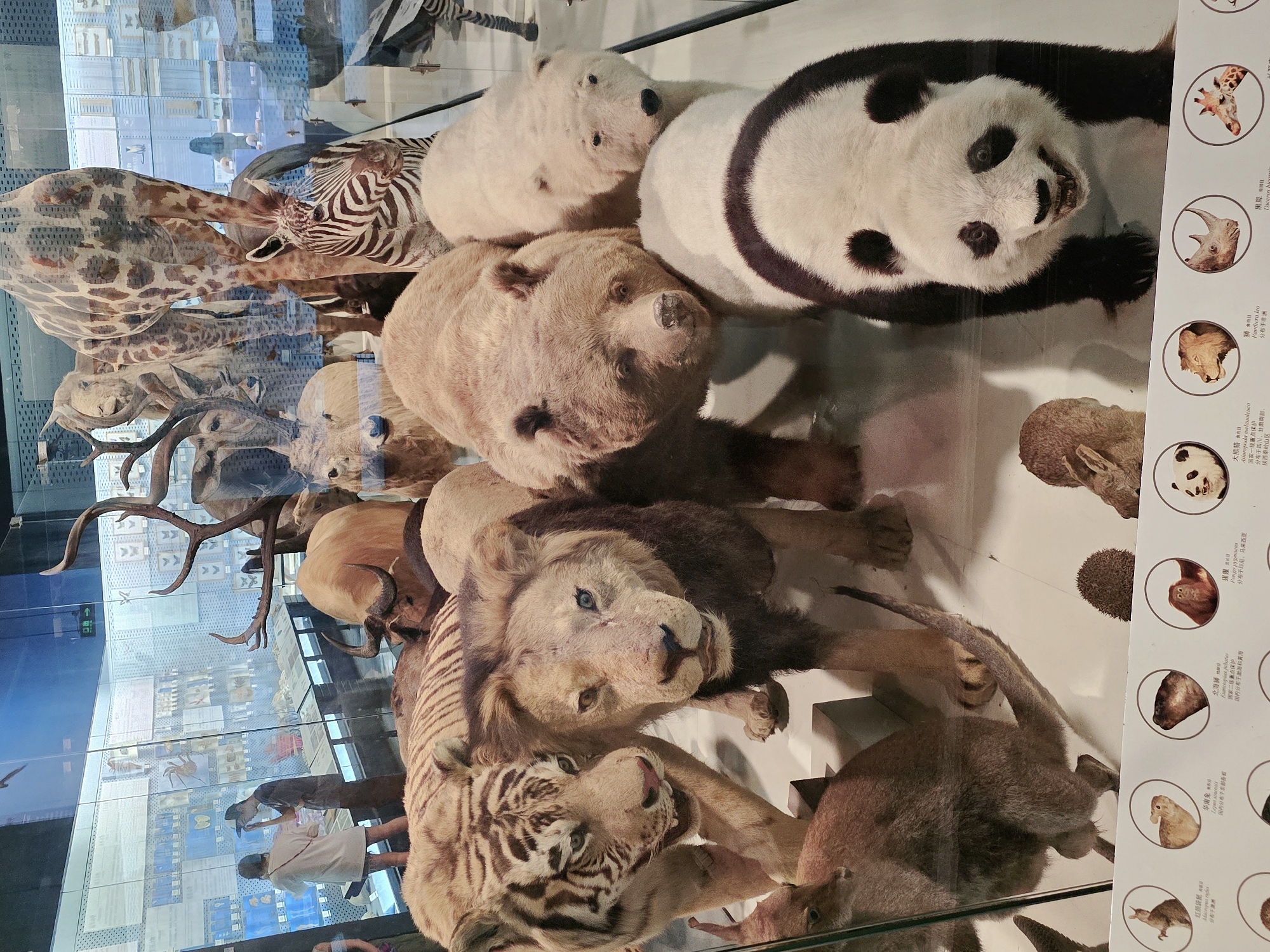 The image shows a museum exhibit in Gongshu District, China, featuring a collection of taxidermied animals displayed behind glass. In the foreground, a white tiger and a lion are positioned next to each other, both facing the viewer. Behind them, a large brown bear and a white polar bear are also visible. Further back, a panda, a zebra, a giraffe, a bull, and a kangaroo are among the other taxidermied animals in the display. The exhibit includes informational plaques with Chinese text and illustrations of some of the animals. Two individuals, one wearing a white shirt and the other a dark shirt and hat, are standing in the background, looking at the exhibit. The environment appears to be a museum hall with bright lighting.