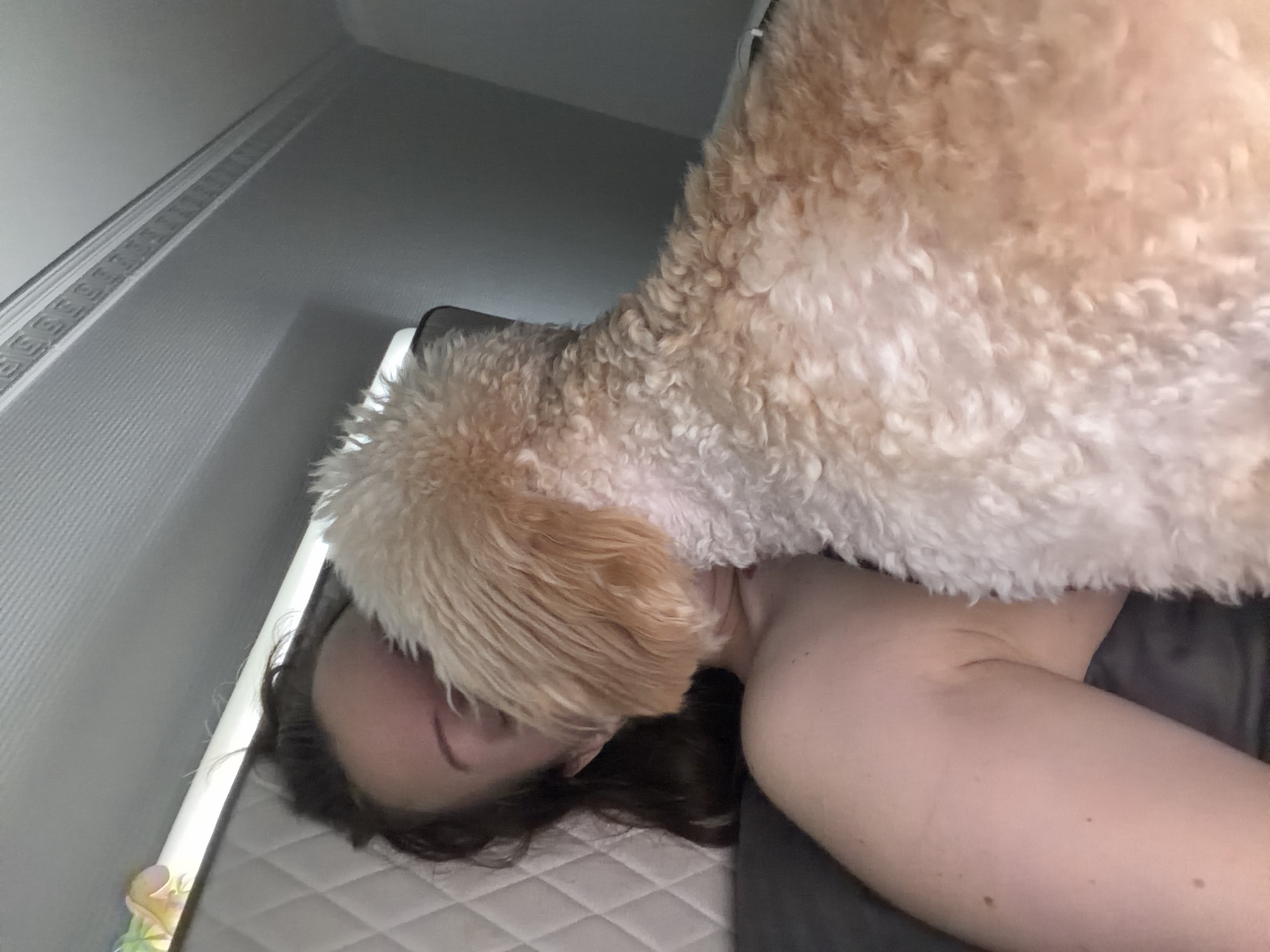In an indoor setting, a person's face is partially obscured by a light brown, curly-haired dog. The person's arm and shoulder are visible, as is part of their dark hair. The dog appears to be nuzzling the person's face. The background consists of a quilted surface and a ceiling with decorative molding. There is no indication of the location being in Bila Tserkva, Ukraine.