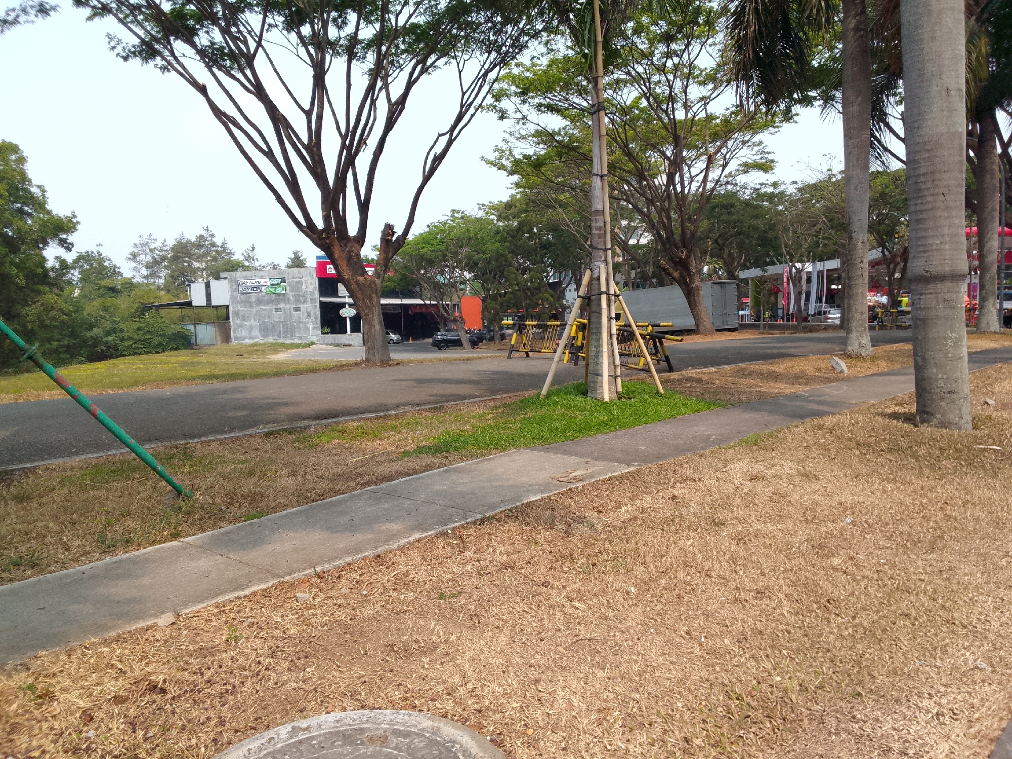 In Kertajaya, Indonesia, a paved road runs parallel to a concrete sidewalk, bordered by dry, light brown grass. A green metal pole angles into the ground on the left side of the image. Beyond the sidewalk, a wider expanse of dry grass extends towards a paved area. In the background, a building with a grey, textured facade features a sign with text that appears to read "DAYTON" and possibly "KARTUN". Several trees with bare branches and green foliage are visible. A palm tree stands prominently near the center, its trunk wrapped with black ties to support a temporary structure made of bamboo poles and yellow fencing. In the distance, cars are parked on the road, and more trees and buildings form the urban landscape. The sky is a pale, overcast blue.