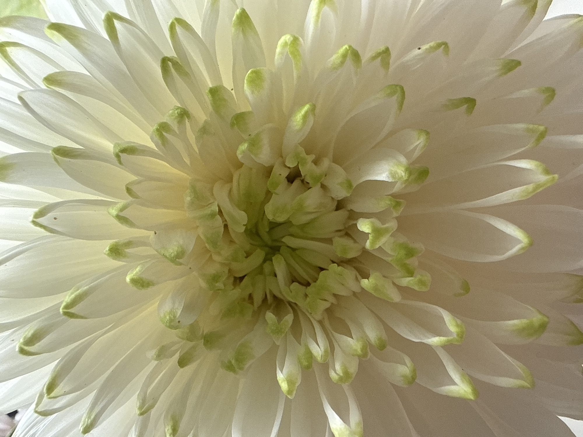 The image is a close-up, high-angle shot of the center of a white chrysanthemum flower. The petals are layered and numerous, with the outer petals being broader and lighter, gradually transitioning to narrower, more tightly packed petals towards the center. The tips of many petals have a subtle green hue. The lighting is soft, highlighting the delicate texture and translucency of the petals. The background is blurred and out of focus, further emphasizing the flower. There is no identifiable location within the city of Zimyonki, Russia, visible in this image.