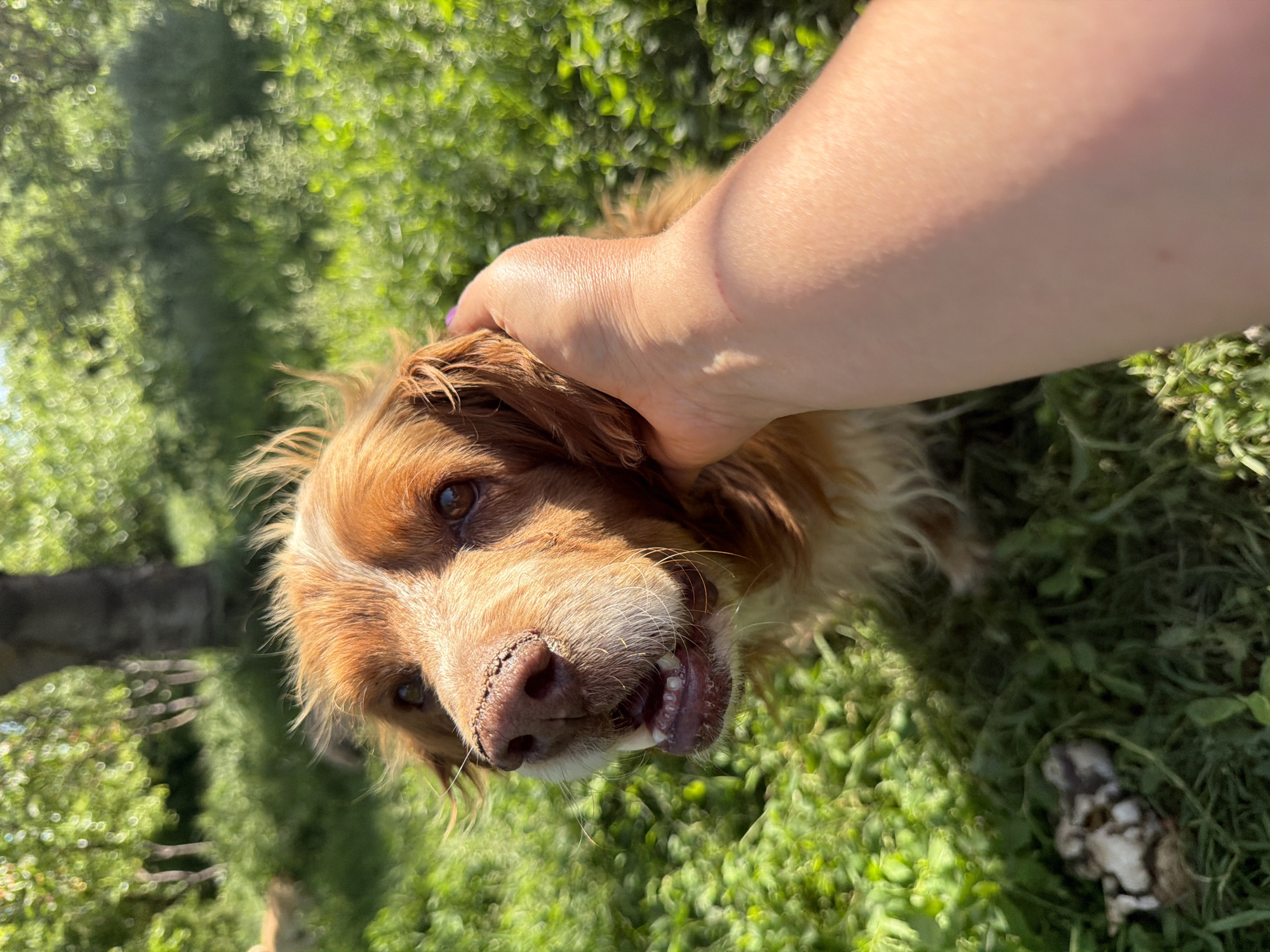 A close-up shot of a medium-sized, brown and white dog with medium-length fur, being petted by a fair-skinned human hand. The dog is looking directly into the camera with slightly open mouth. The setting appears to be outdoors with greenery in the background and under the dog. The location is Leningradskaya, Russia.