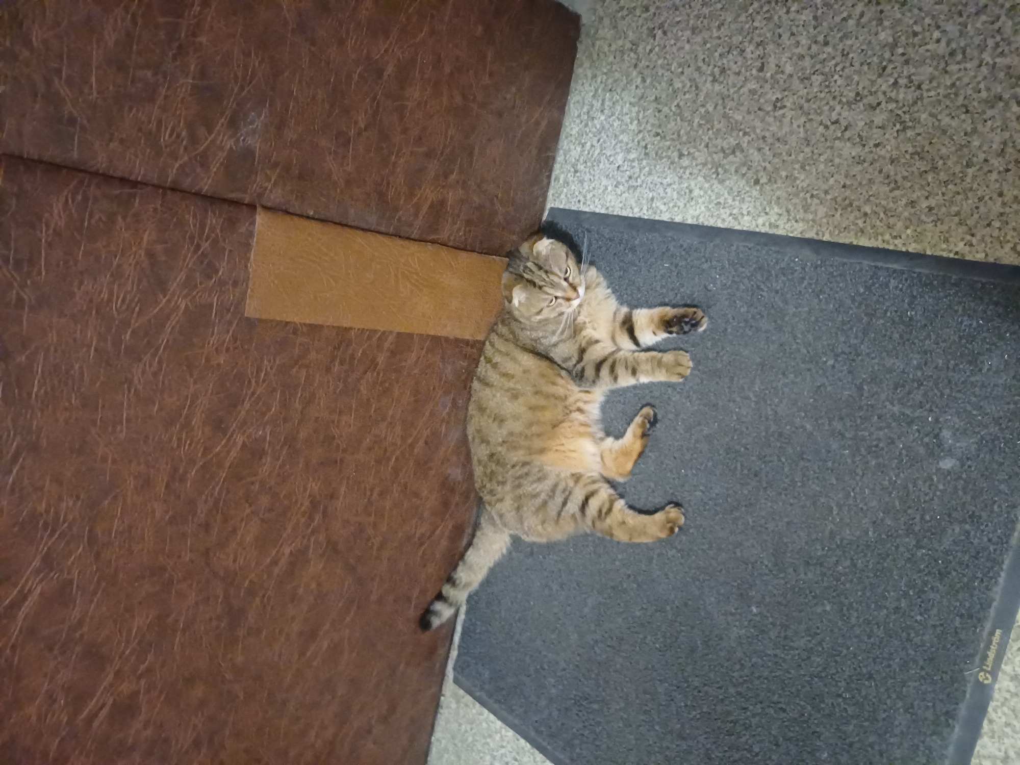 The image shows a tabby cat lying on a dark gray mat. The cat is facing towards the left of the frame, with its head resting on its paws. The mat is placed on a textured gray floor. In the background, there is a large piece of brown furniture, possibly a sofa or a couch, with a lighter brown patch on its surface. The lighting in the image is dim. The location is not specified to be in Kyiv, Ukraine.