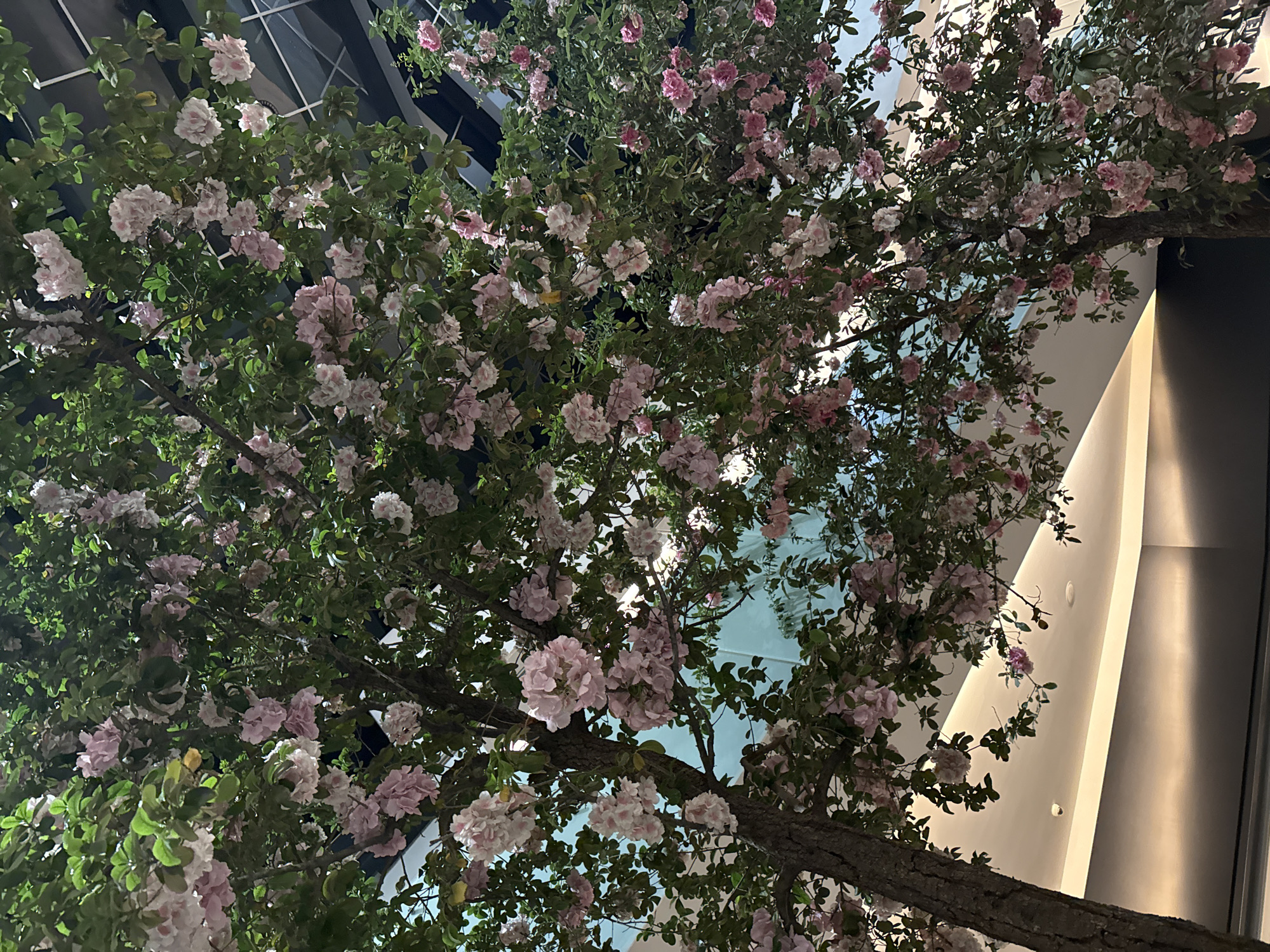 The image shows a view looking up through the branches of trees bearing pink and white blossoms in an indoor environment. The branches appear to be artificial, with manufactured-looking bark. The trees fill most of the frame. Glimpses of the architecture are visible through the foliage, including glass panels and a wall with recessed lighting. The scene is in the city of Puebla, Mexico.
