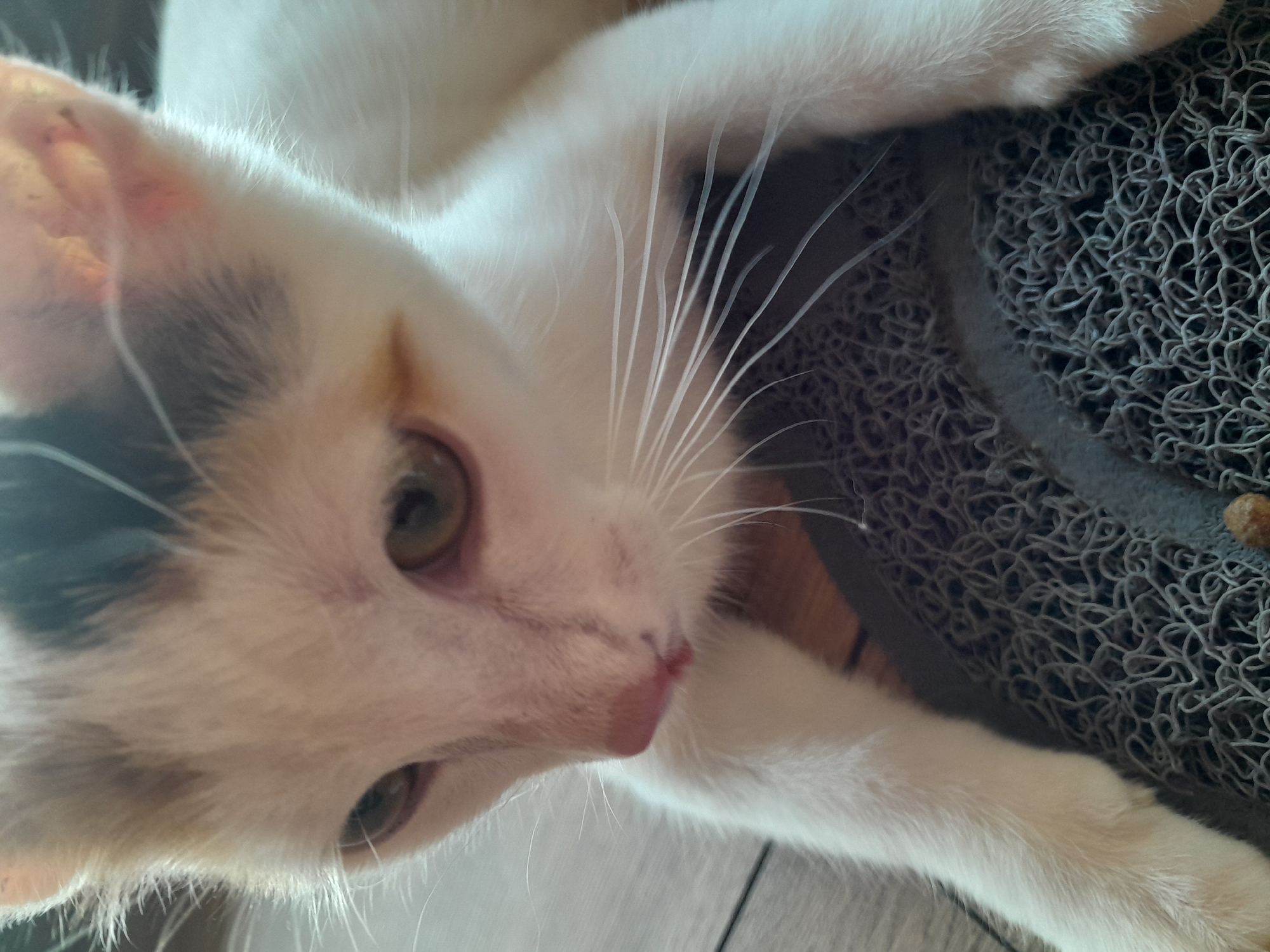 This is a close-up, eye-level, indoor photograph of a calico kitten lying down. The kitten is primarily white with patches of orange and black fur on its head. Its eyes are green, and its nose is pink. The kitten's front paws are visible, resting on a textured, gray mat. The background consists of a wooden floor. There is no indication of the kitten's location in Subotica, Serbia, or any other specific location.