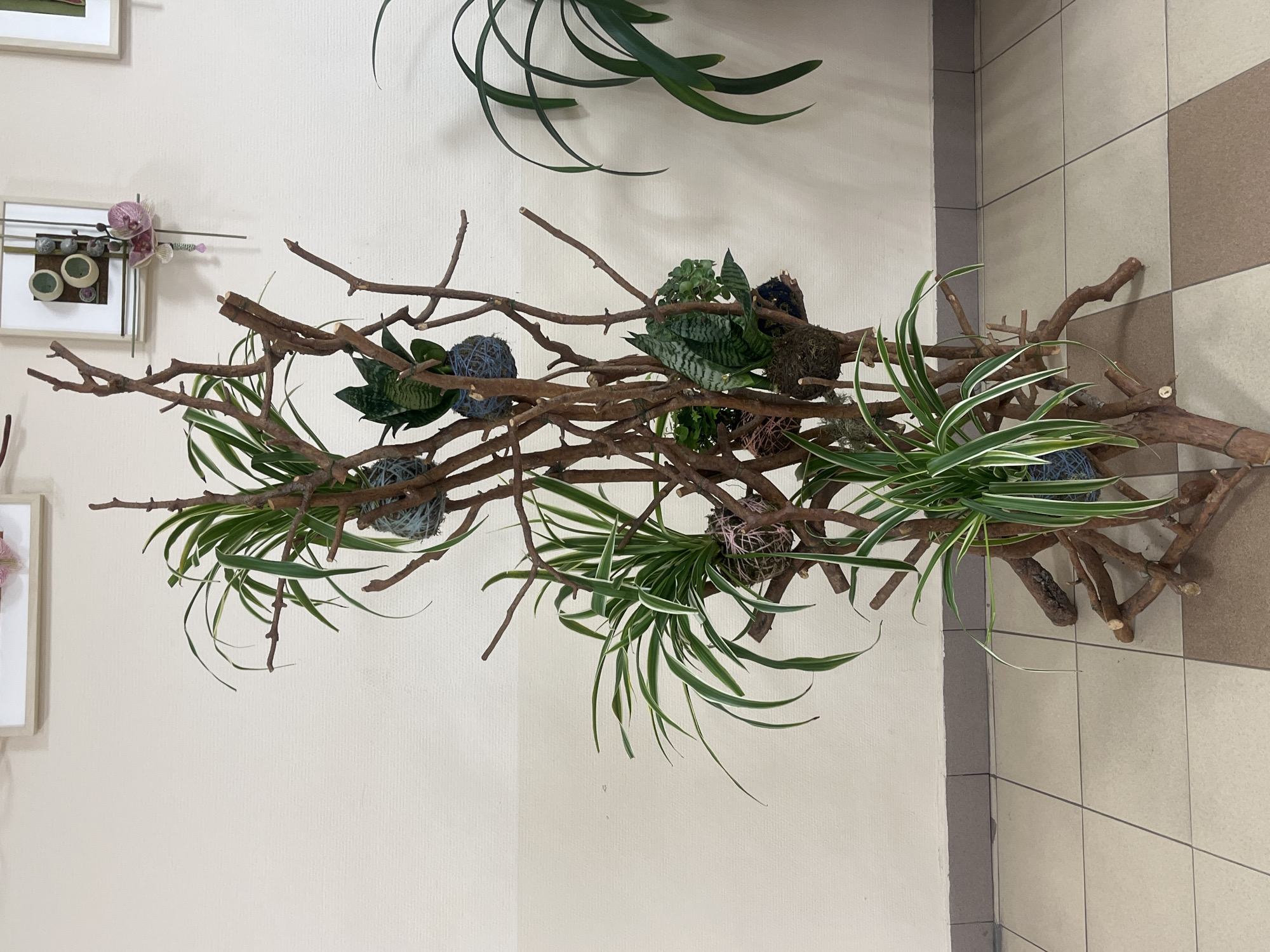 The image shows a close-up, indoor scene of an artistic plant arrangement. The arrangement consists of multiple branches, seemingly assembled to create a frame-like structure. Within this frame, several plants, possibly spider plants and succulents, are positioned, some in moss-covered balls suspended by string or wire. The background is a plain, off-white wall on the left and a tiled floor on the right. Additional wall decor can be faintly seen on the left.
The setting appears to be a modern interior space, possibly an office or gallery.
I do not have the information necessary to determine the location in Saint Petersburg, Russia.