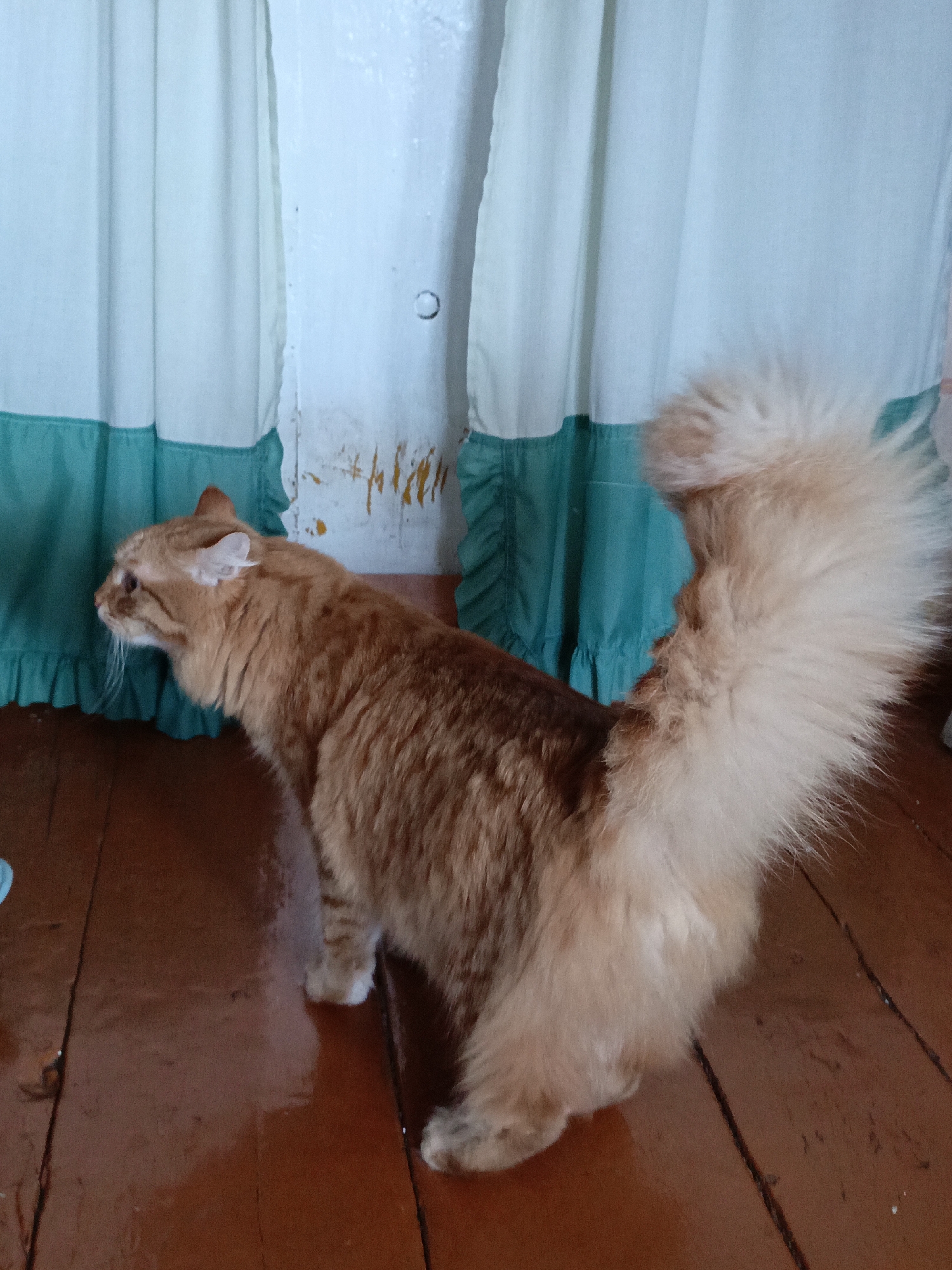 An orange tabby cat with a fluffy tail stands on a wooden floor in front of a light-colored curtain with a teal trim. The cat is facing left and appears to be looking at something outside the frame. The environment suggests an indoor setting, possibly a room in a house. There are no people or other animals visible in the image. The lighting is moderate, casting soft shadows on the floor. The overall scene is domestic and unremarkable.