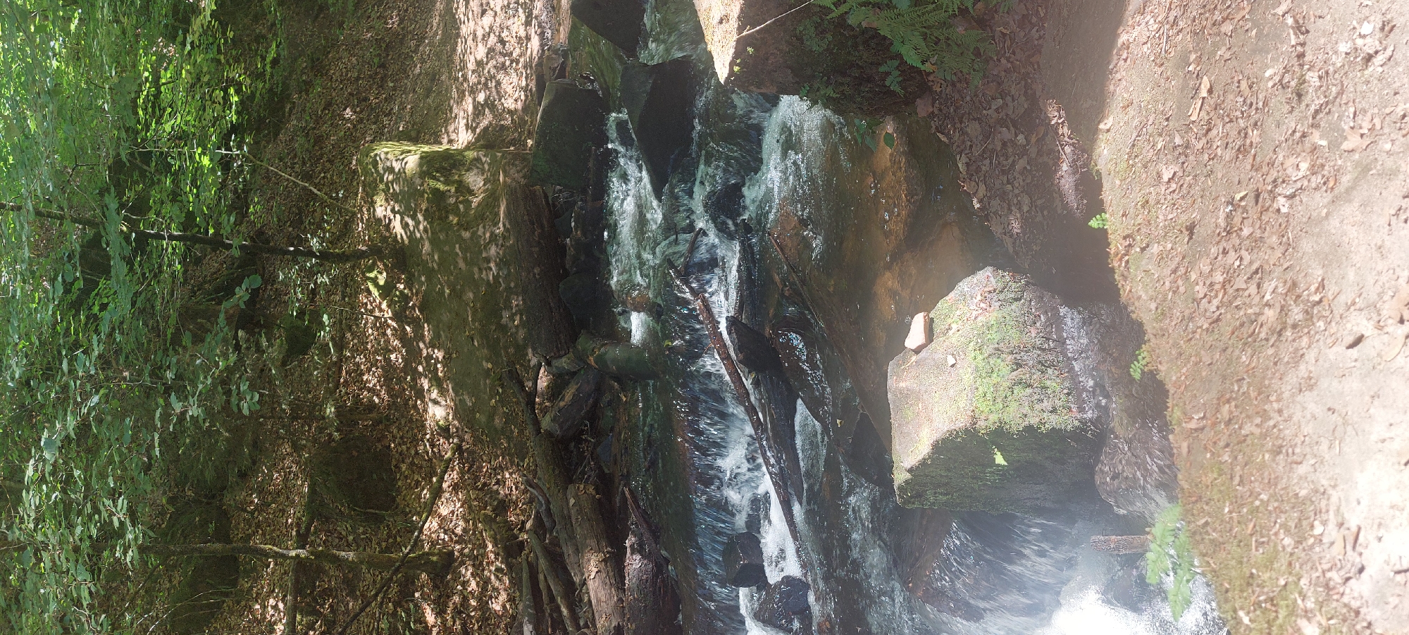 The image depicts a rocky stream flowing through a dense forest in Trippstadt, Germany. Sunlight filters through the canopy, casting dappled shadows on the forest floor, which is covered with fallen leaves and moss-covered rocks. Several fallen logs and branches are partially submerged in the stream, creating small rapids and obstacles. The water is clear and appears to be moving swiftly over the rocks. Green ferns and other small plants are visible growing along the banks of the stream and on the rocks. The scene conveys a sense of natural tranquility and wilderness.