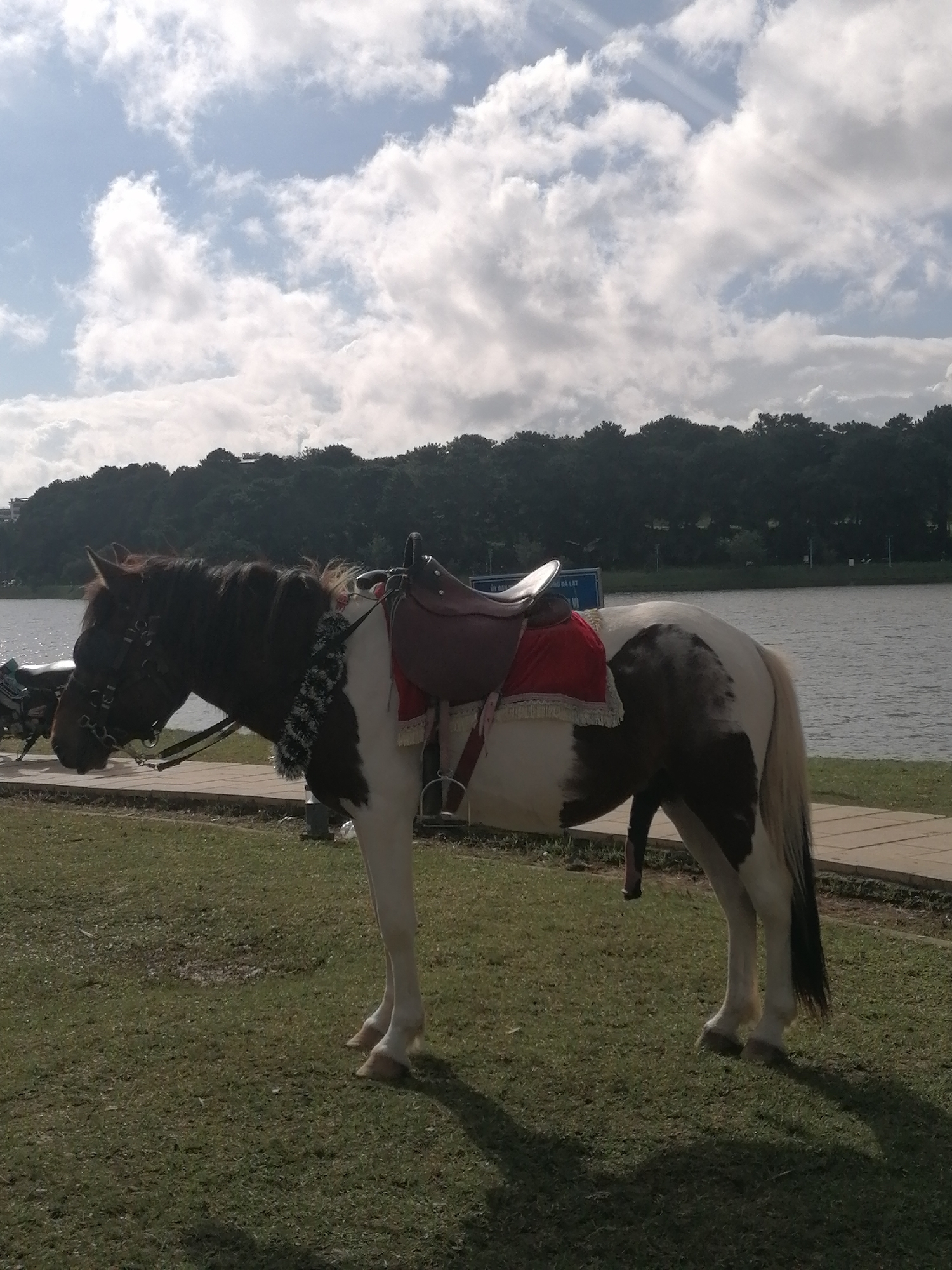 A paint horse stands on a grassy bank next to a body of water, facing right. The horse has a dark brown mane and tail, with a saddle and red saddle blanket. In the background, trees line the far bank of the water, and a cloudy sky with sun rays is visible. The scene is located near Xuan Huong Lake in Da Lat, Vietnam, a popular tourist destination.