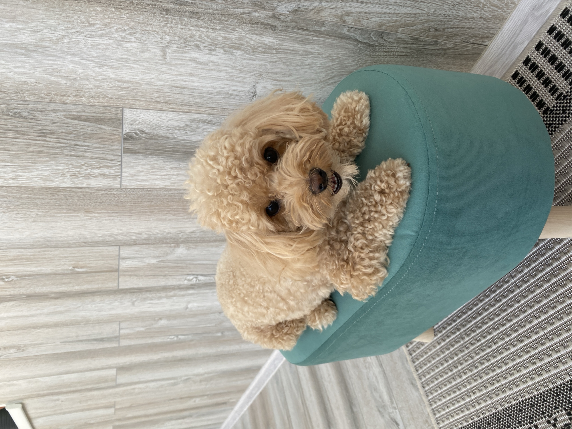 A tan poodle is lying on a teal-colored ottoman. The poodle has curly fur and dark eyes. It is looking directly at the camera with its mouth slightly open, revealing its teeth. The ottoman has a soft, velvety texture and is supported by light-colored wooden legs. Behind the ottoman, there is a wall with a wood-paneled design. The flooring appears to be a light-colored wood laminate, and a patterned rug with grey and white tones is visible in the foreground. There is no indication of the city of Cherepovets, Russia in the image.