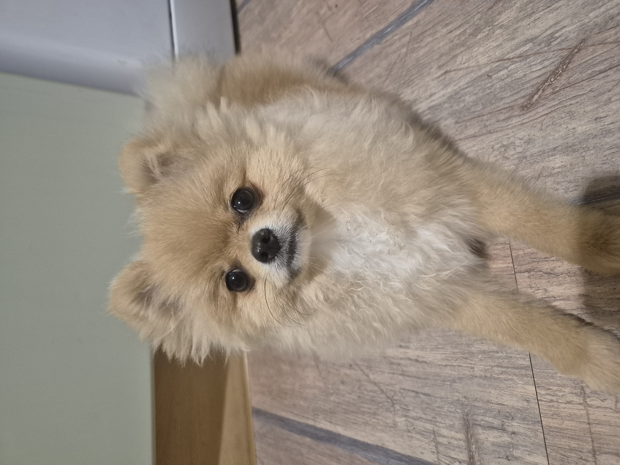 A light brown Pomeranian dog is lying on a wooden floor. The dog is facing the camera with its front paws extended. The background is blurred, showing a light green wall and a portion of a white appliance. The floor has a wood grain pattern. There is no indication of the city of Burgas, Bulgaria, or any specific location details.
