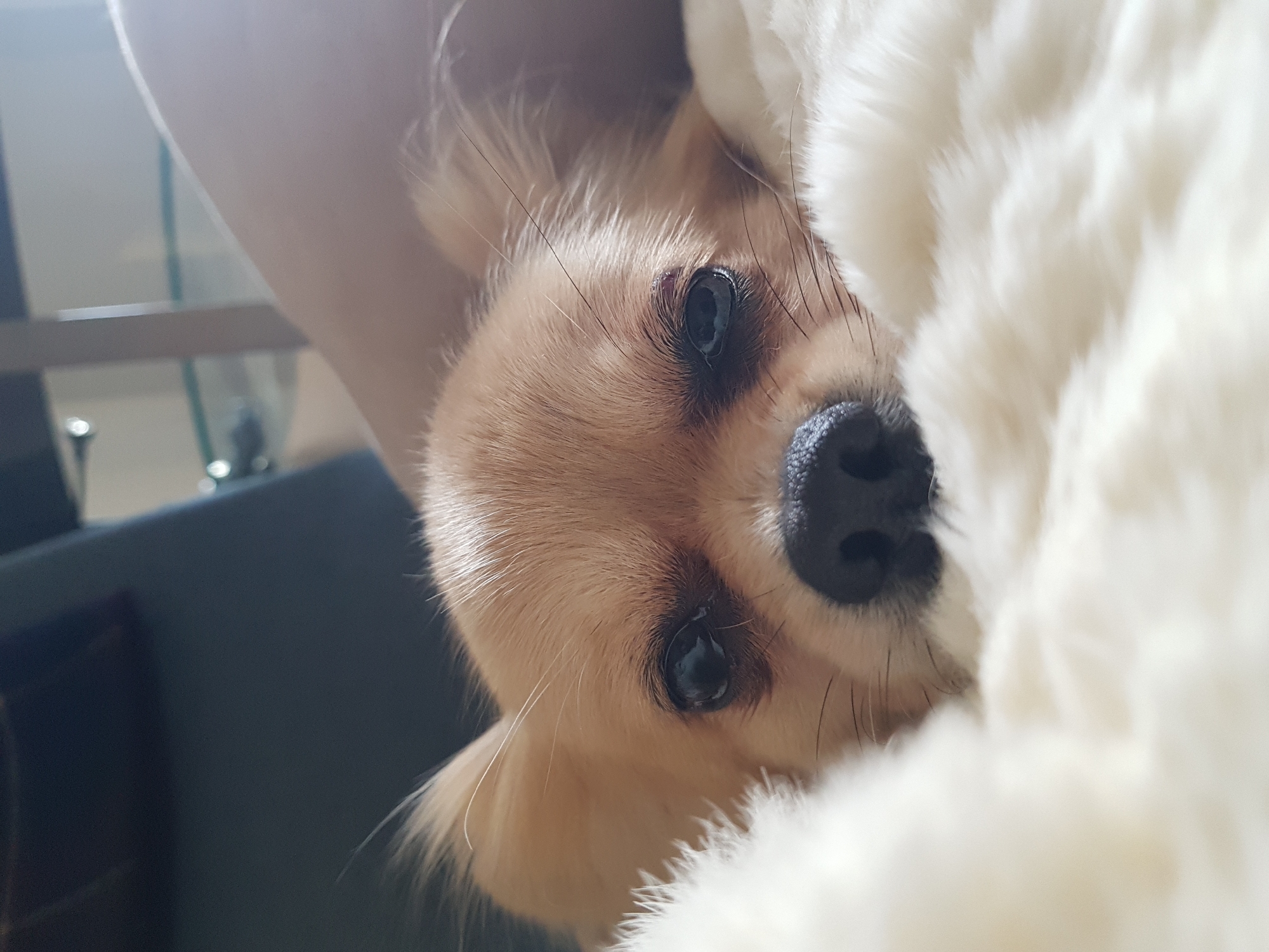 This close-up portrait features a small, long-haired dog, likely a Chihuahua or similar breed, with light brown (tan/blonde) fur, dark expressive eyes, and a prominent black nose. The dog's head is tilted, giving the impression of it peeking out or being held in an inverted, relaxed position. Its long whiskers are visible around its snout and eyes.
A soft, white, fluffy material, resembling a blanket or cushion, covers the right side of the image, contributing to a cozy and intimate atmosphere. A light-skinned human arm or leg is visible on the upper left, suggesting the dog is being held or resting on a person.
The background is softly out of focus, revealing an indoor setting with hints of dark furniture and possibly a window or reflective surfaces with metallic elements. The lighting is bright and natural, indicative of daytime.
The dog's gaze is directed straight at the viewer, conveying a calm and curious demeanor. There is no visible text in the image. The provided context states the location is Saint Petersburg, Russia, although this detail is not visually discernable within the photograph. The scene captures a moment of affectionate interaction and comfort.