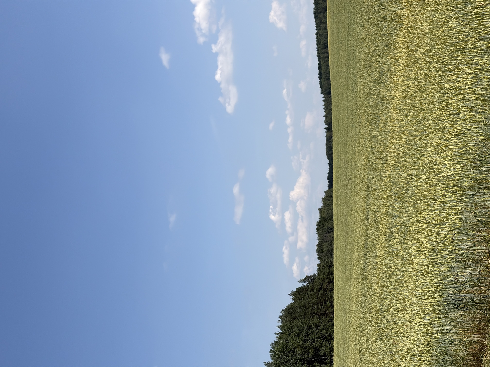 The image depicts a vast, sunlit wheat field stretching towards a dense line of trees in the distance. The sky is a clear, bright blue, dotted with a few scattered, fluffy white clouds. The wheat stalks are a vibrant green, showing signs of ripening with some appearing lighter yellow, indicating they are nearing harvest. The scene is serene and natural, typical of rural landscapes. This image is located in the Astrashitskagaradokski rural council, Belarus. There are no people or man-made objects visible in the frame, emphasizing the natural environment.