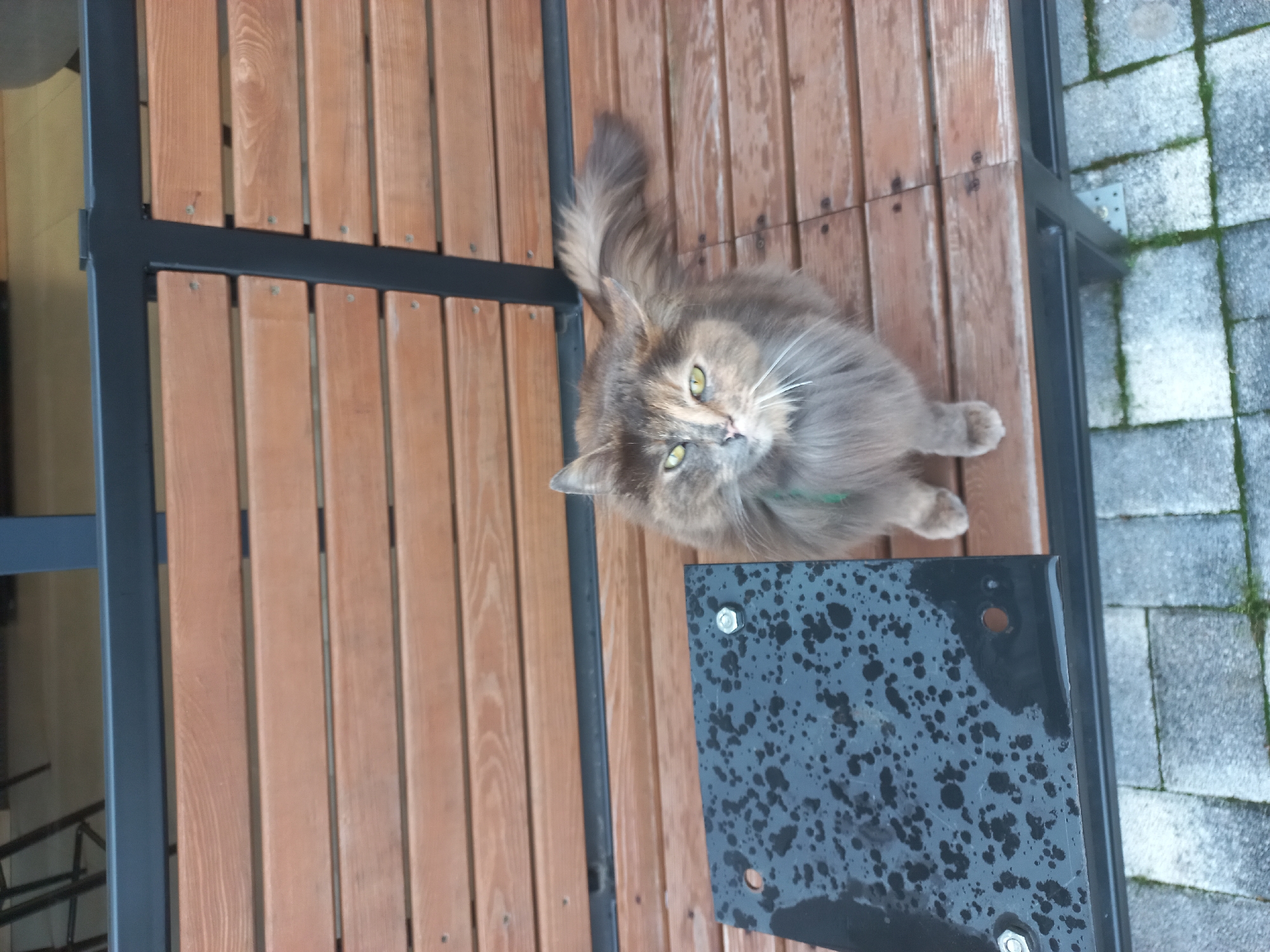 A medium-sized, long-haired cat with grey-brown fur and green eyes sits on a wooden bench with a metal frame. The bench is constructed of wooden slats arranged horizontally, with a dark metal frame surrounding the seating area. A small, square, black metal plate with water droplets on its surface is visible near the cat. The background shows a grey, textured surface, possibly paving stones. The location is unspecified, and there's no explicit information to confirm it's in Sochi, Russia. The cat is the primary subject, and its posture suggests it is looking up towards the viewer.