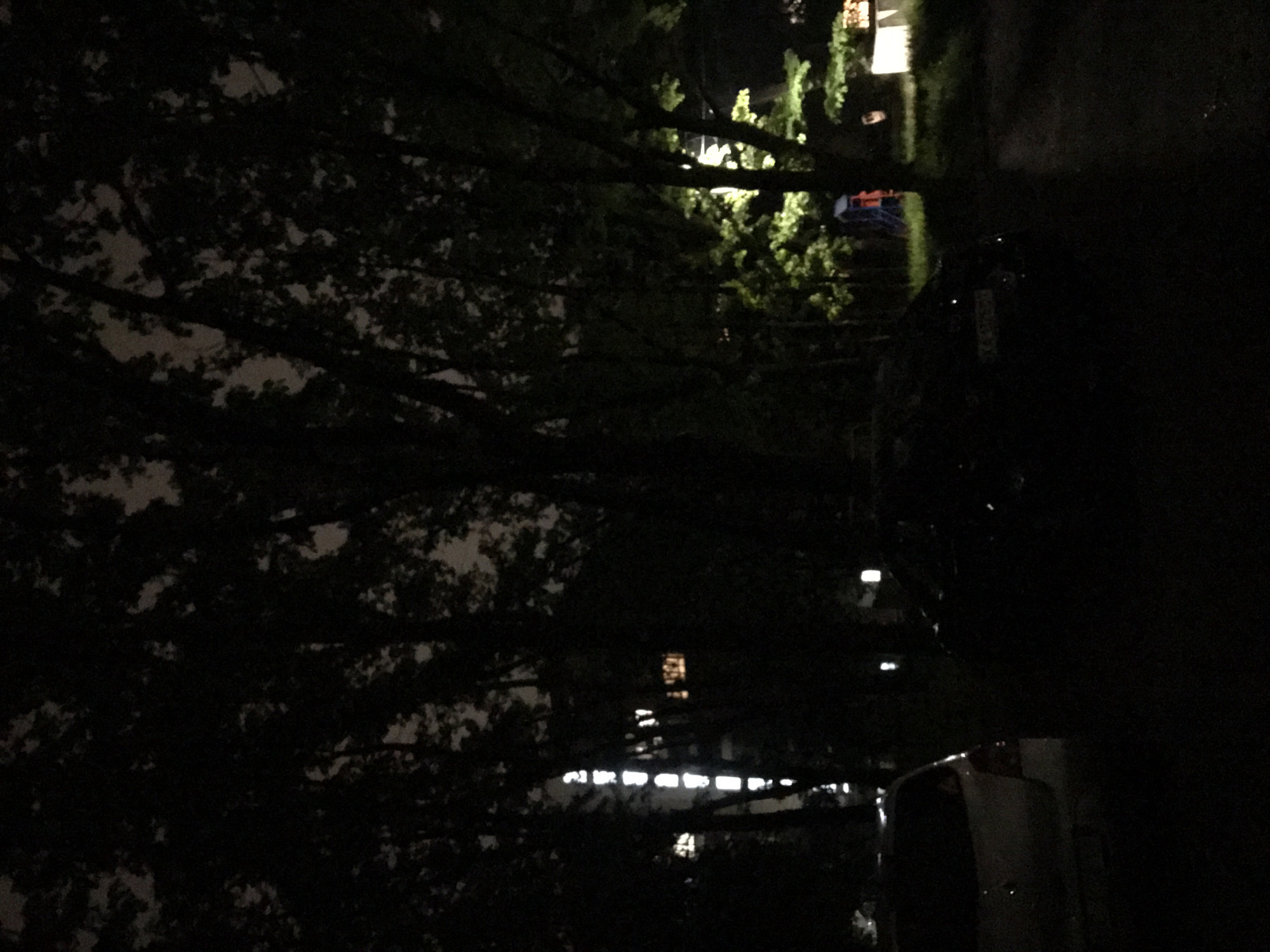The image shows a night scene in what appears to be an urban environment. Dominating the view are dark tree branches and foliage in the foreground, obscuring much of the background. Streetlights or lights from buildings are visible through the branches, creating patches of illumination. A parked car is partially visible on the right side of the image. In the background, there are building lights that suggests that this image might have been taken in the city of Ternopil, Ukraine. Given that this is nighttime, there are no interactions visible in the image. The surrounding environment is dark, suggesting it is late in the evening or night.