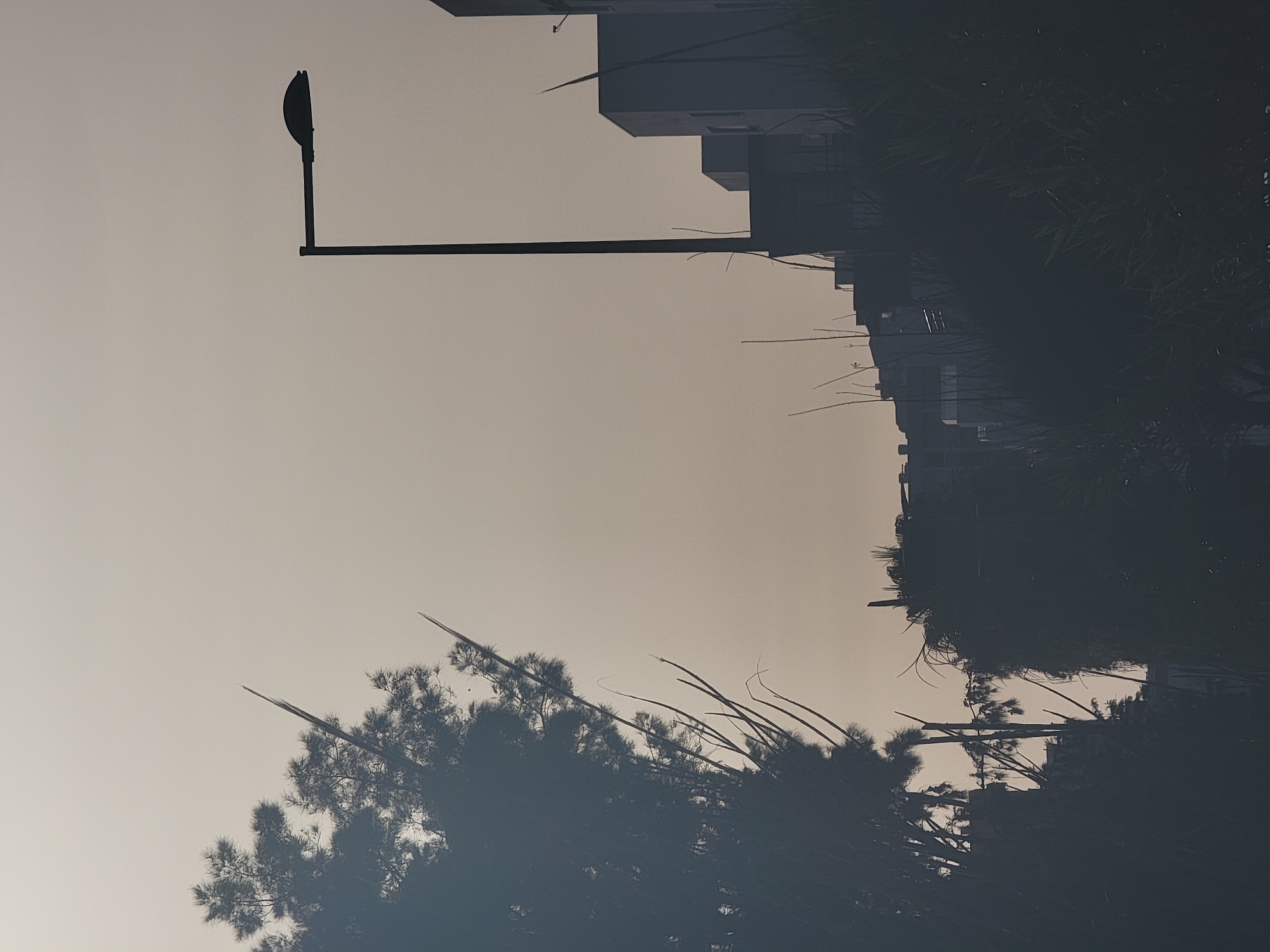 A silhouetted streetlamp stands against a muted, overcast sky. To the left, the dark, feathery branches of a pine tree create a stark contrast with the pale sky. Several thin, reedy plants with delicate, curving stalks rise from the foreground, interspersed with the dark shapes of buildings in the background. The architecture suggests a residential area, with multiple stories and flat roofs visible. The overall impression is one of urban landscape softened by natural elements and diffused light, likely captured during twilight or on a heavily clouded day in Quarteira, Portugal.