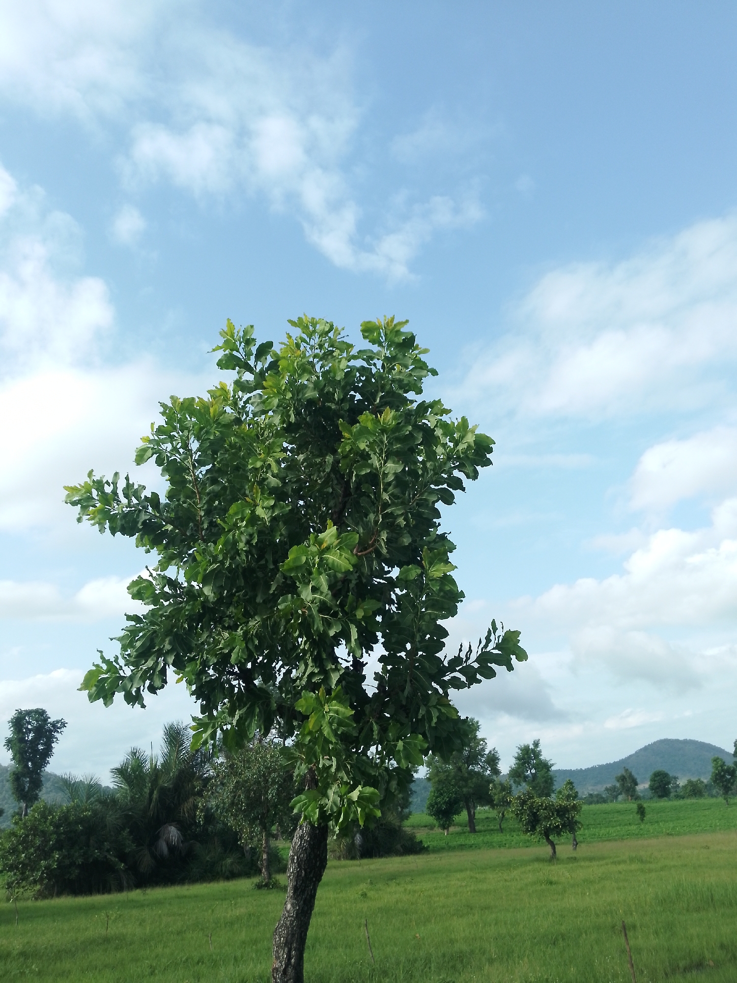 This is a vertical, eye-level, full-shot photograph of a tree standing in a grassy field under a sky with scattered clouds. The tree, a dominant subject in the foreground, is full of green leaves and has a textured, dark brown trunk that tapers towards the ground. The field is lush green, with the grass appearing somewhat unkempt, suggesting a rural or natural setting. In the background, a line of trees and vegetation can be seen, with rolling hills or mountains in the far distance under a pale blue sky with fluffy white clouds. There are no people or animals visible in the image. The scene appears to be located in the city of Serti, Nigeria, given the environment and vegetation.