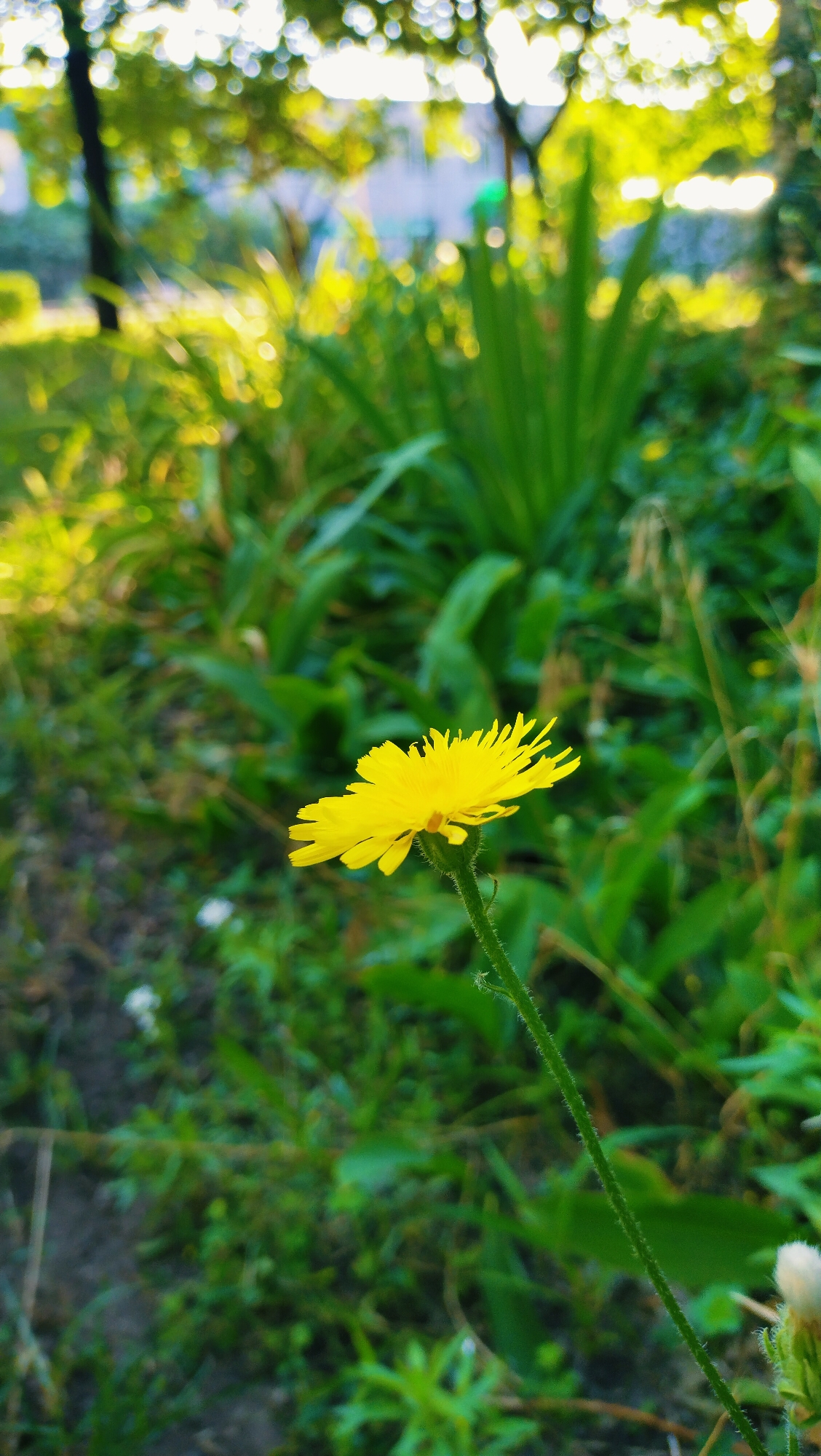 A single yellow flower with slender petals stands on a thin, hairy stem. The flower is in sharp focus and is positioned in the lower right portion of the image. The background is a blur of green foliage and dappled sunlight, suggesting an outdoor environment. The overall scene is a close-up shot of nature, likely in a park or garden area within the city of Horishni Plavni, Ukraine. There are no people or human activity evident in the image.