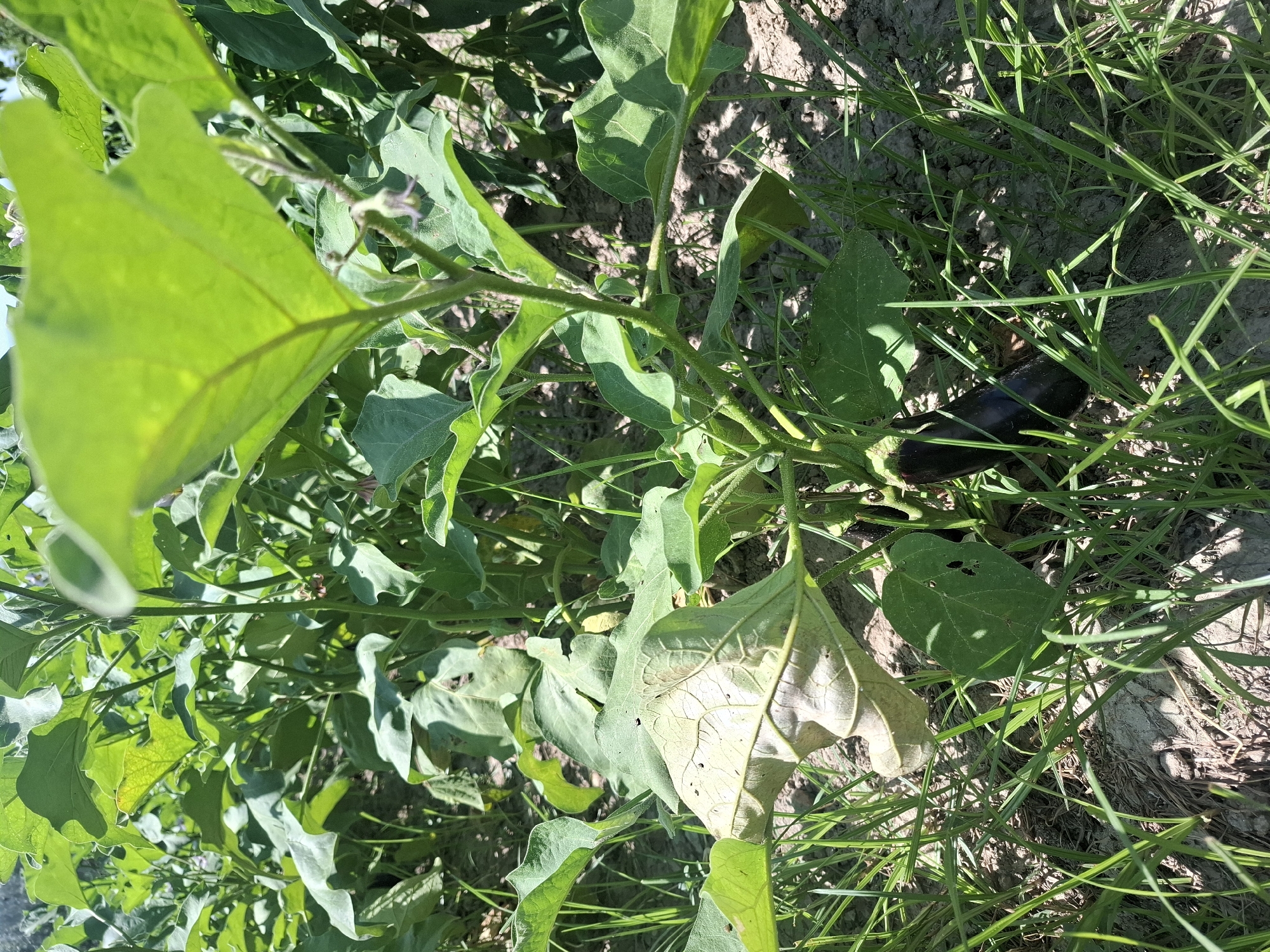 In an outdoor agricultural setting, likely a field or garden in Dustabad (Soldatsky), Uzbekistan, a young eggplant plant is visible. The plant has large, green leaves, some of which appear slightly wilted. A single, dark purple eggplant is growing low to the ground amidst the foliage and surrounding grass. The soil is dry and appears to be a light brown color. The sunlight suggests it is daytime.