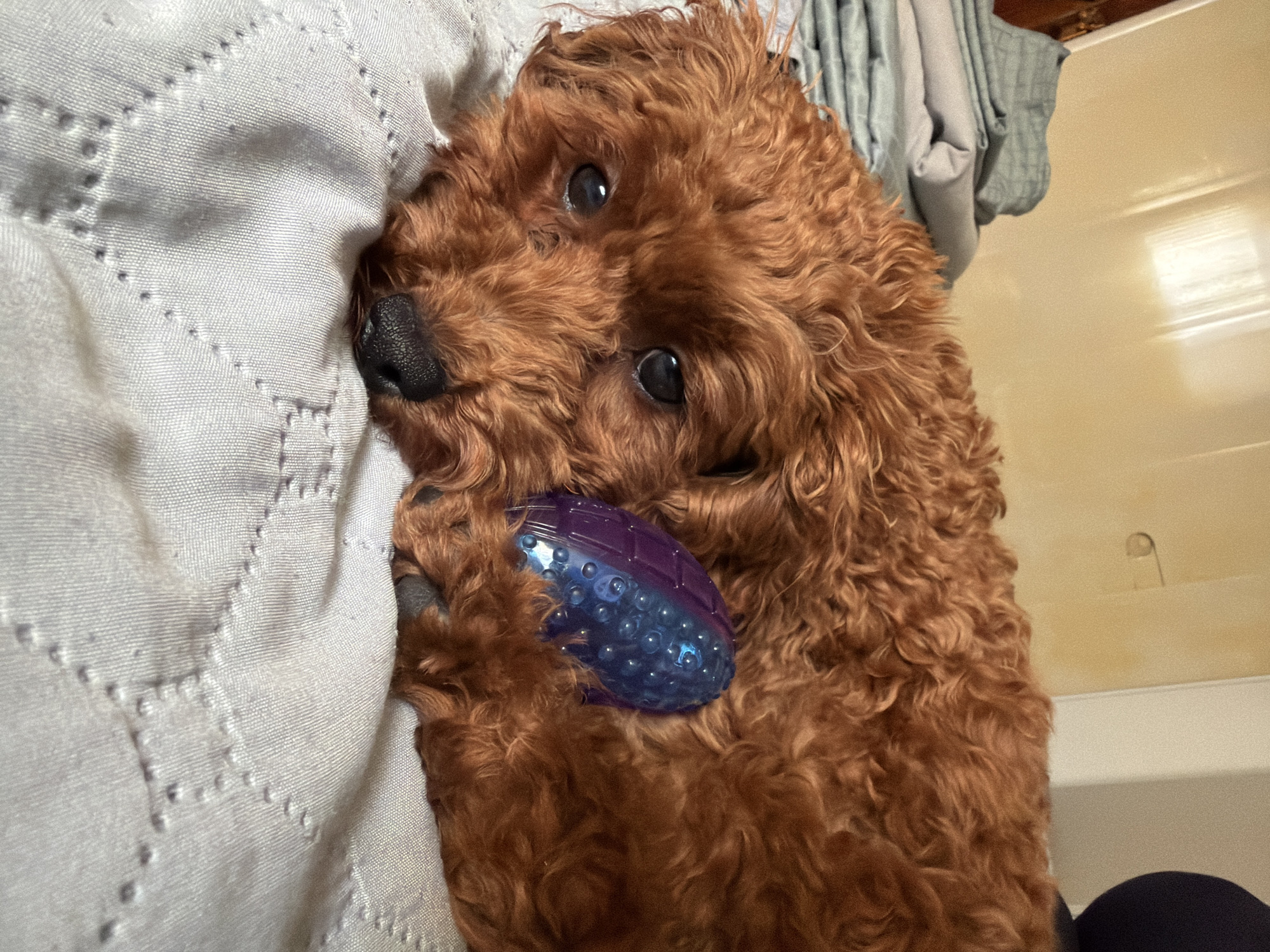 A medium shot captures a brown poodle lying on a white comforter. The poodle's fur is curly and a warm brown hue. Its eyes are dark and round, and its nose is black and wet. The dog is resting its head on its paws, and a purple, textured dog toy is nestled beside its head. The comforter has a subtle diamond-shaped stitching pattern. In the background, folded light blue and gray blankets are stacked on a surface, and a wall with a light yellow color is visible. The scene appears to be indoors, possibly in a bedroom. There are no indications of the specific location within the city of Sofia, Bulgaria.