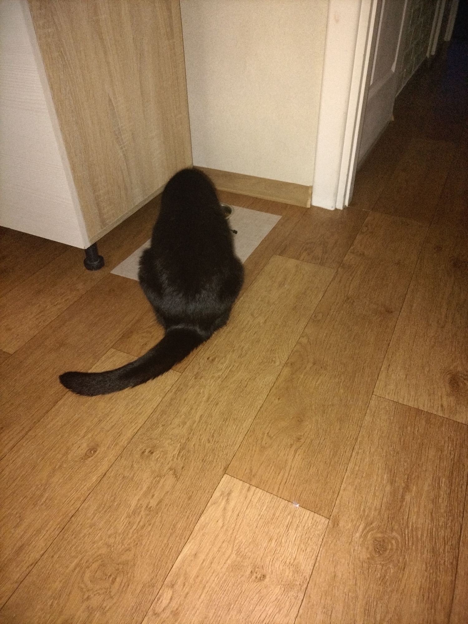 This media file shows a black cat sitting on a light-colored mat on a wooden floor, near a light-colored wall and a light-colored cabinet. The cat is facing away from the camera, with its tail extended behind it. The scene appears to be indoors, possibly in a home or apartment. The lighting suggests it is daytime, but the artificial light source is dominant. The environment is tidy, with a clean floor and a simple cabinet. There is no visible text in the image. The overall impression is one of domestic tranquility, with the cat appearing relaxed in its environment. The location context provided, Смалявічы, Belarus, places the scene within a specific geographical area, though there are no overt visual cues within the image to confirm this specific location.
