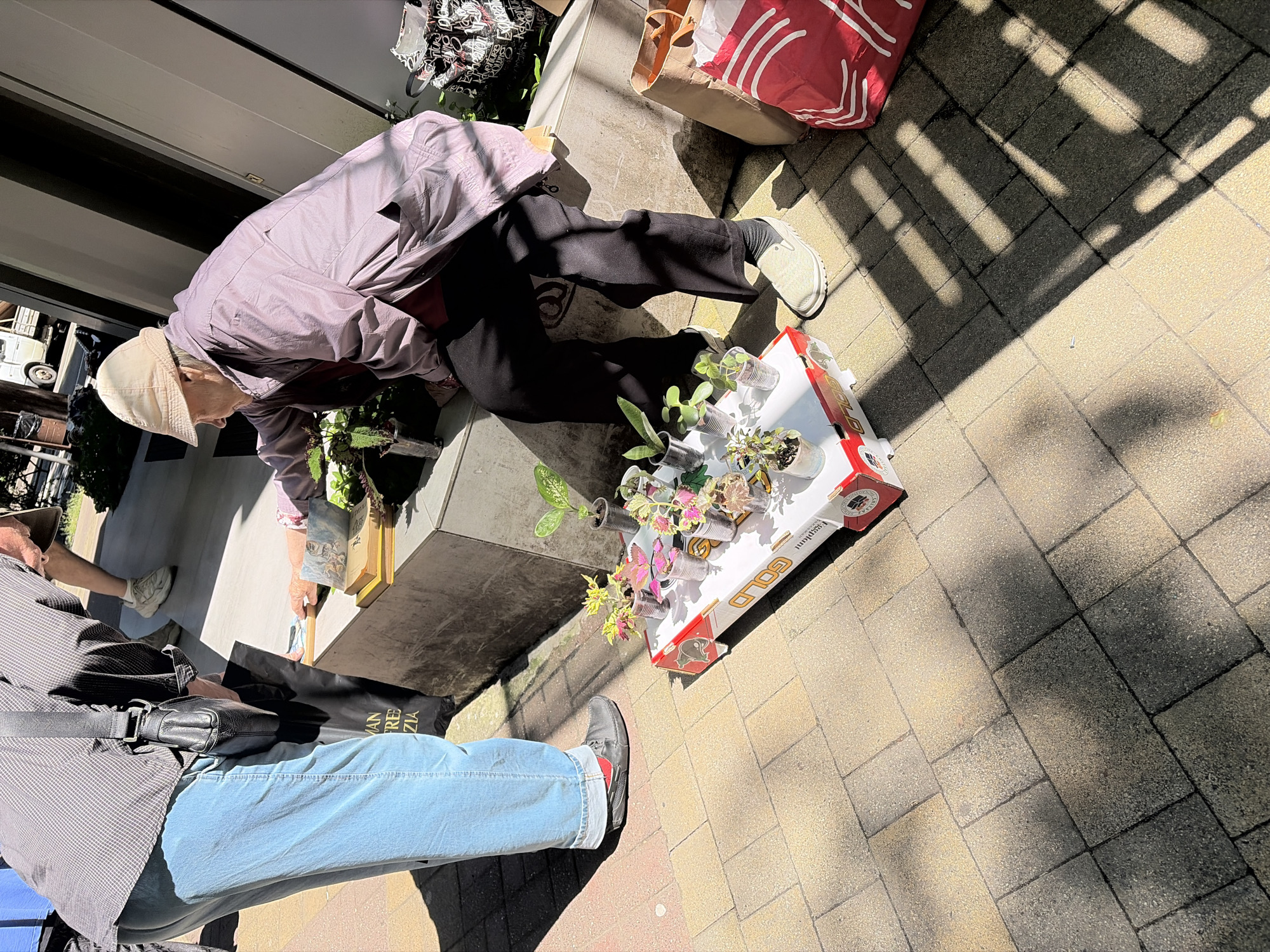 An outdoor scene in Sochi, Russia, depicts two individuals on a paved sidewalk under bright sunlight, indicated by strong shadows. In the foreground, partially visible, is a person wearing a checkered shirt and blue jeans, holding a black tote bag. This person's left foot, shod in a dark shoe with a red sock, is visible.
The central subject is an older person, likely female, wearing a light purple jacket, dark trousers, and a beige baseball cap. She is bent over, tending to a display of small potted plants. These plants, including succulents and variegated coleus, are arranged in clear plastic cups and small pots on top of a white cardboard box. The box has red accents and text, with "Elegant" and "GOLD" clearly visible.
Next to the plant display, a brown paper bag with red markings (including a partial "S" and stripes) sits on the pavement. The black tote bag held by the person in the foreground has white text that reads "MAN FREE ZIA". A book is also visible near the plants.
The ground is paved with rectangular stone or concrete pavers, showing variations in shade due to the strong sunlight and shadows cast by an overhead structure or surrounding objects. The overall atmosphere appears calm, suggesting a street vendor or market stall setting on a sunny day, likely morning or late afternoon.