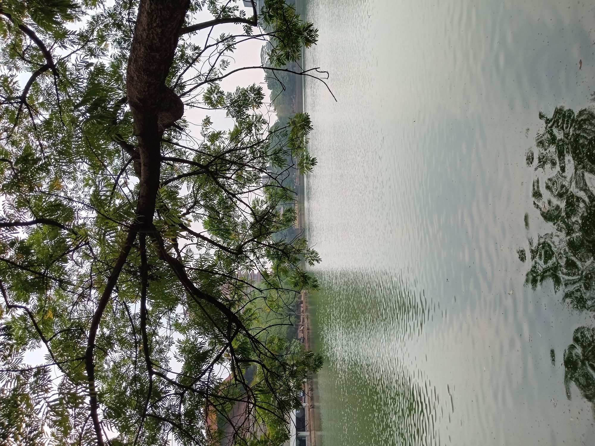 The image depicts a body of water, likely a lake or pond, with reflections of trees and the sky on its surface. In the background, there are buildings and dense foliage, suggesting an urban or park-like setting. A prominent tree branch with green leaves hangs over the foreground, partially obscuring the view of the water. The overall atmosphere is calm and serene. Based on the presence of the "DANA MENSAGA" sign visible on the embankment in the middle distance, this scene is identified as being located at Taman Danau Mensaga, a public park in Depok, Indonesia. There are no clearly discernible individuals or active interactions in the frame. The environment appears to be a natural landscape integrated with urban infrastructure.