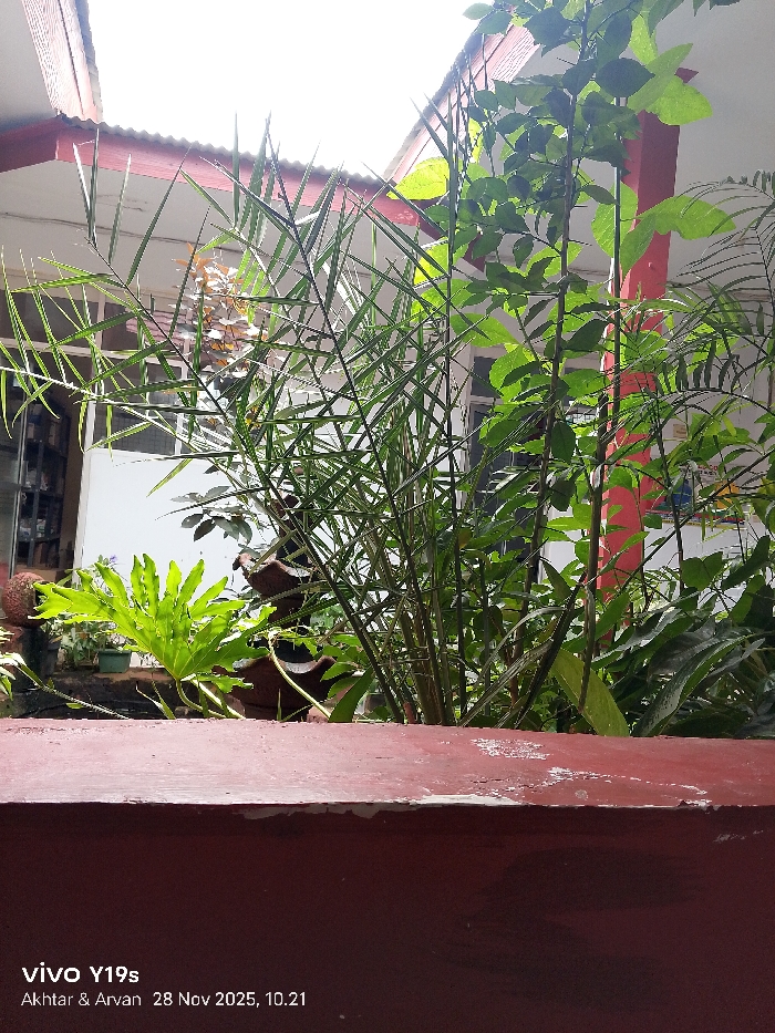 A red wall in the foreground is partially visible. Behind it, greenery dominates, including several plants with varying leaf shapes and sizes. Thin, spiky plants intermingle with broader leaves. In the background, a white building is visible, with a red column supporting the roof. The scene is illuminated by sunlight, creating highlights on some of the leaves and surfaces.